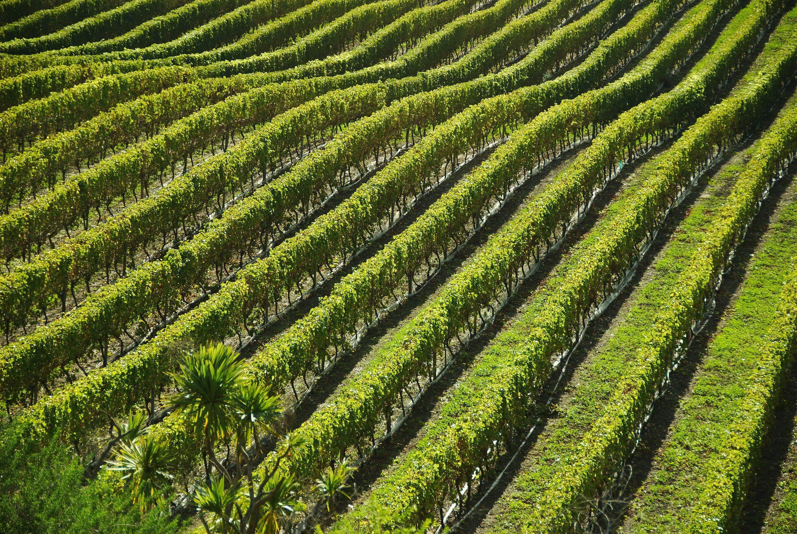 Naples: Mount Vesuvius Vineyard Tour w/ Lunch & Wine Tasting - Mount Vesuvius crater tour and Bay of Naples views