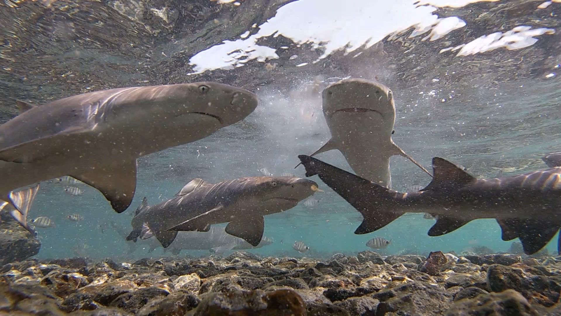 Lemon Shark Eco-Tour at Shark Bay