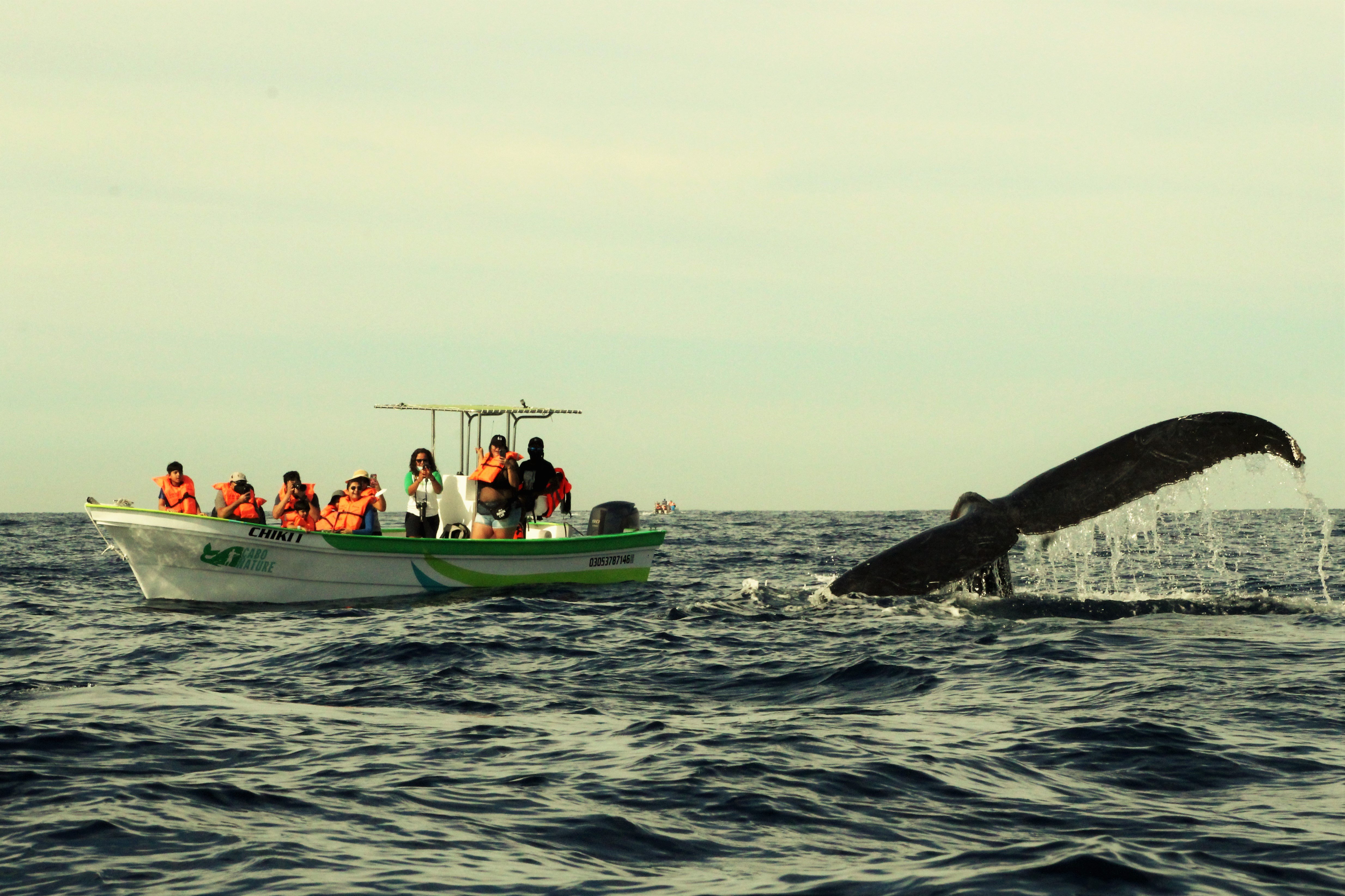 Cabo Whale Watching with All-Female Crew & Marine Biologist