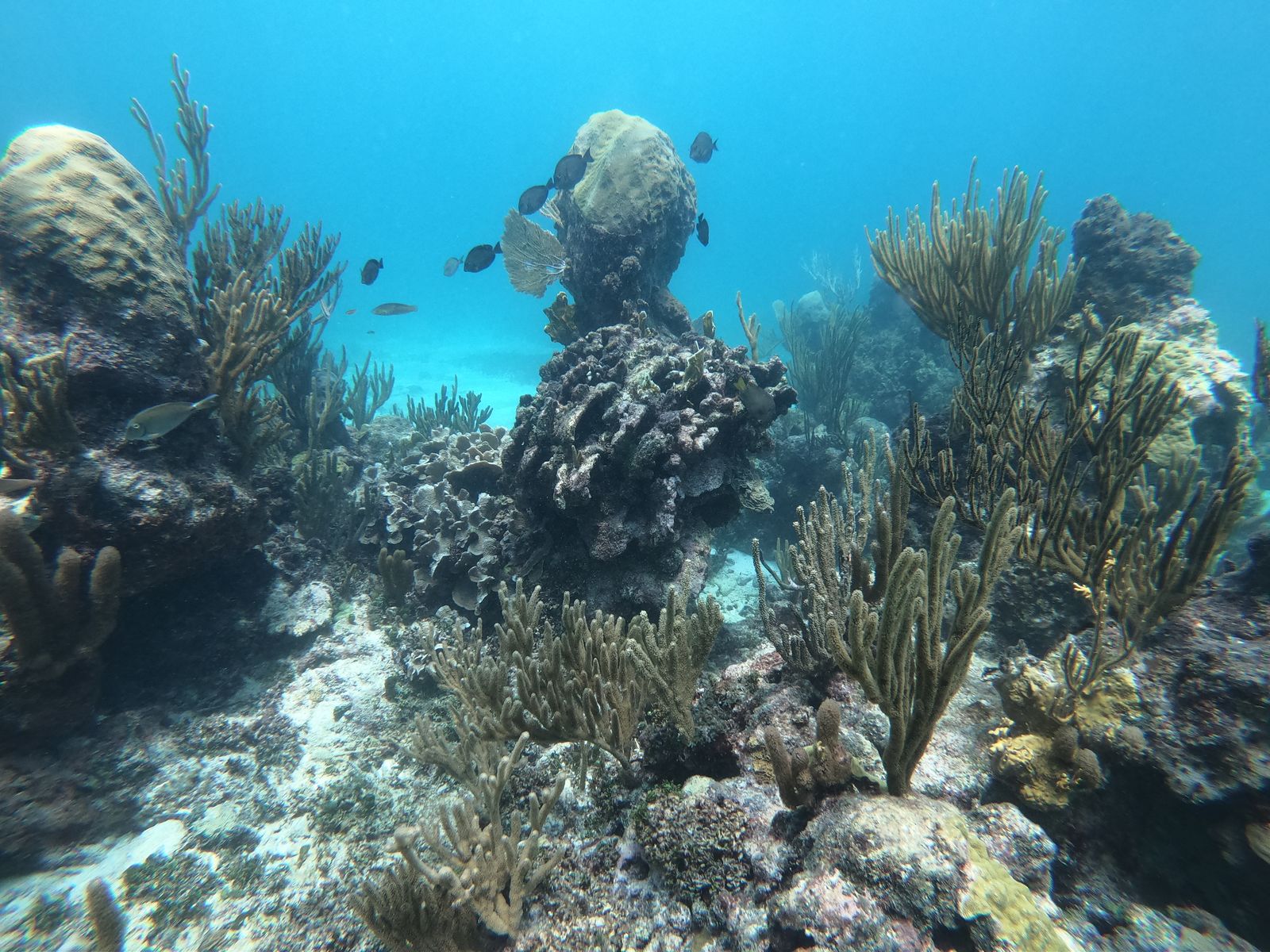 Tulum Sailing & Reef Snorkel Adventure