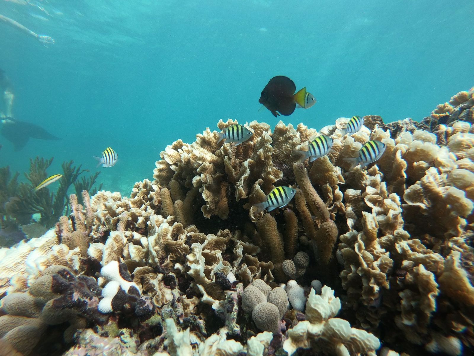 Tulum Sailing & Reef Snorkel Adventure