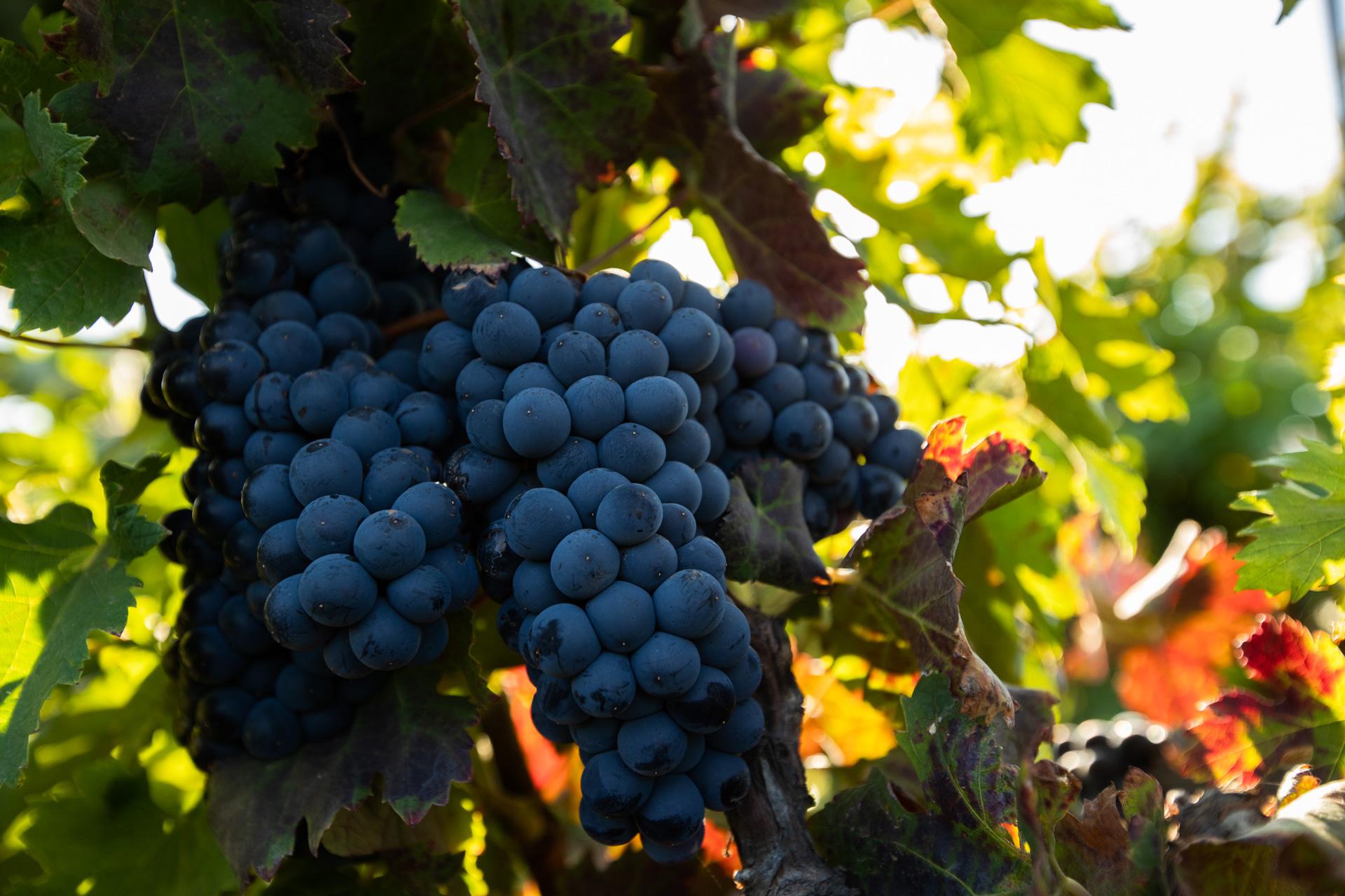 Conatvs Winery Tour & Tasting Experience