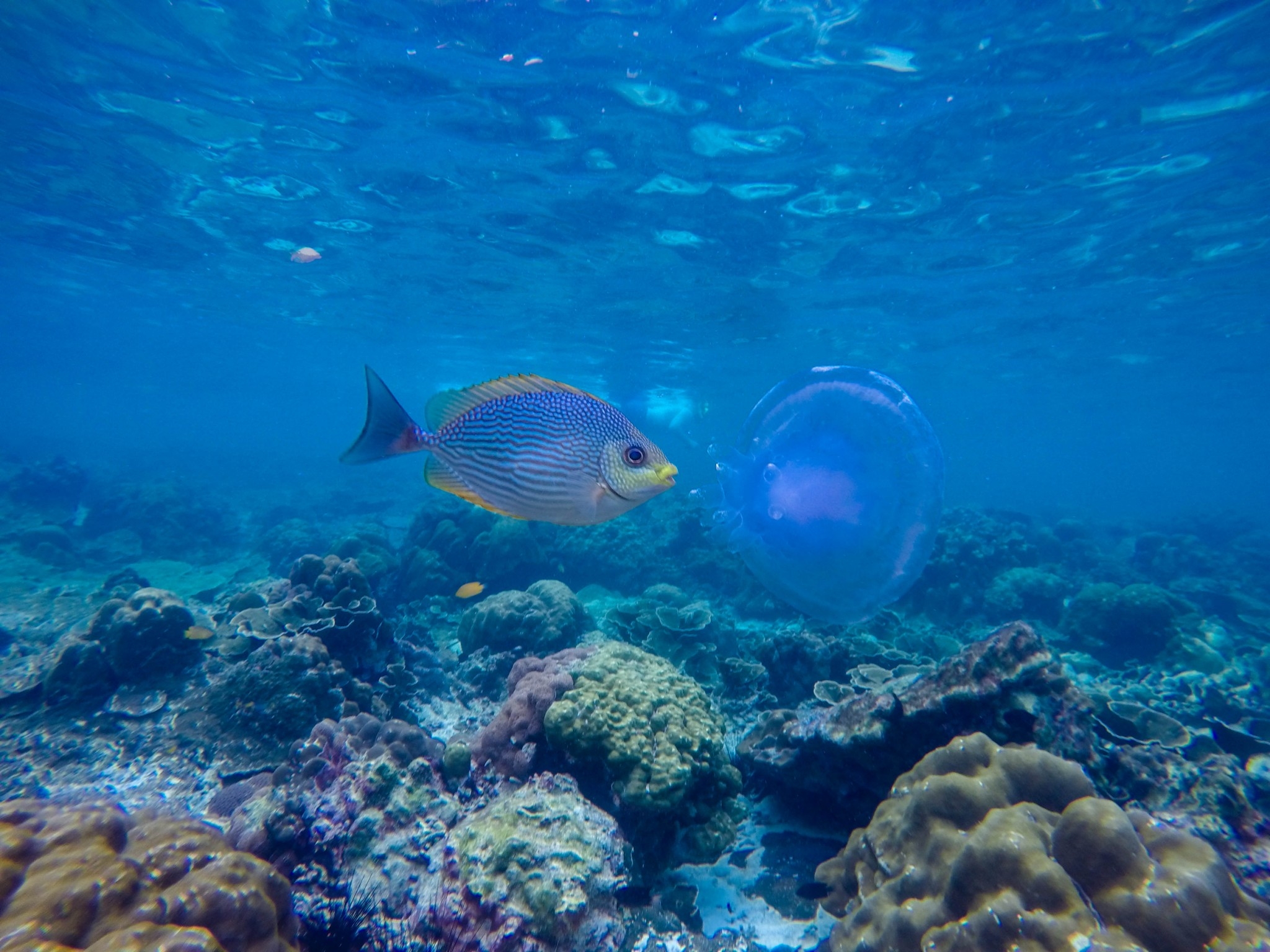 Phi Phi & Bamboo Islands Premium Speedboat Day Trip from Phuket