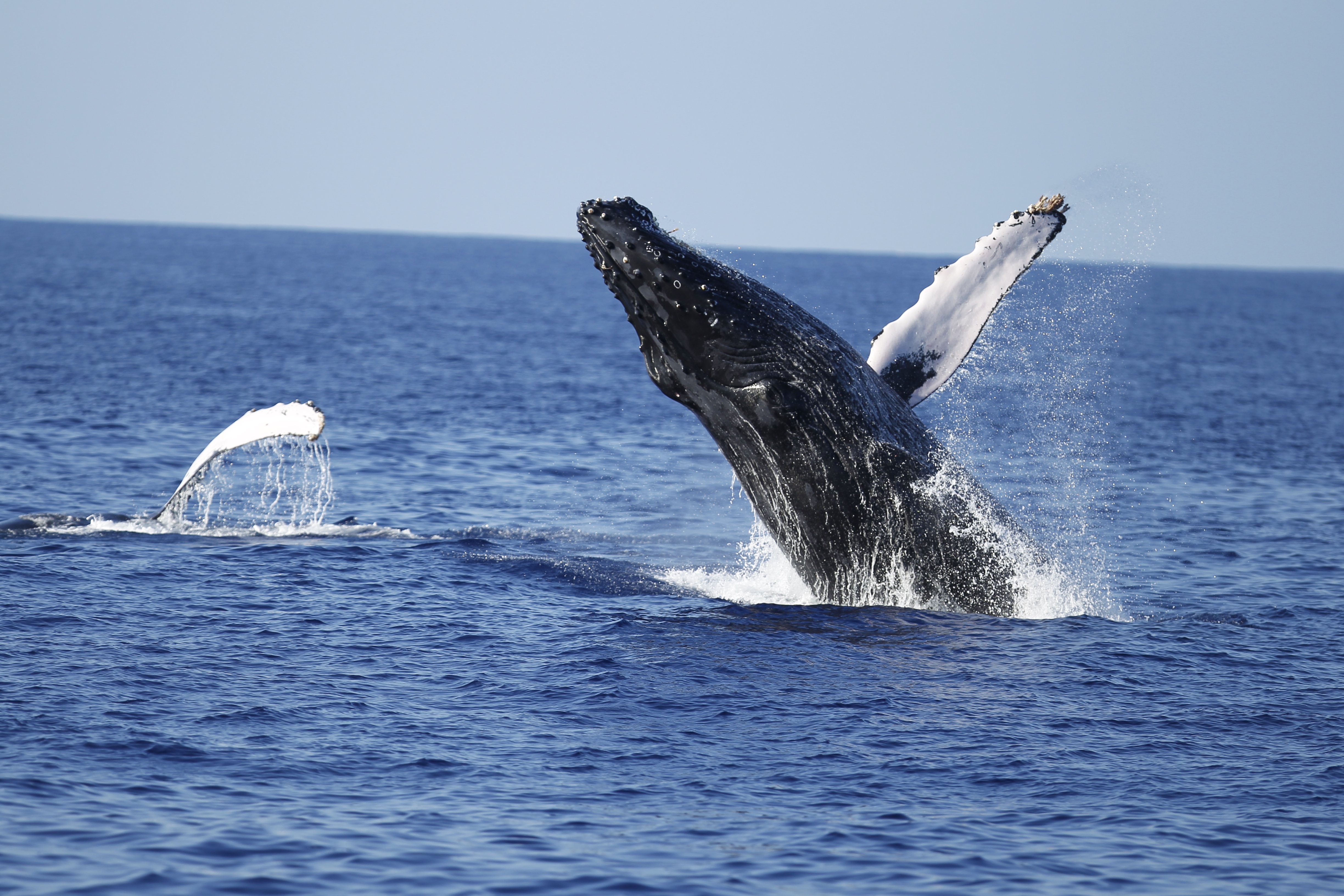 Waikiki Humpback Whale Cruise with Poi Mochi Donut & Hula Show
