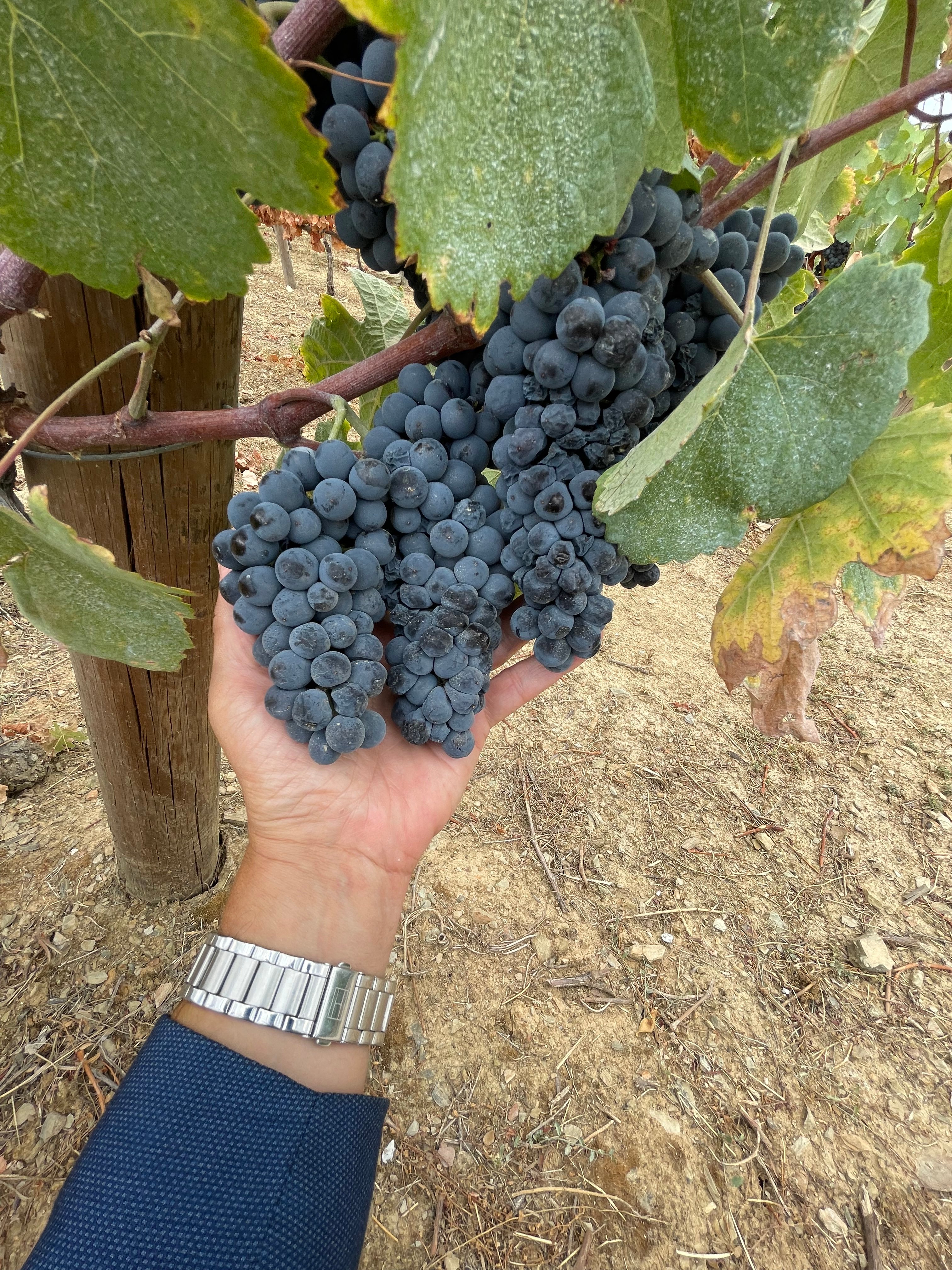 Private Douro Valley Day Tour from Porto with River Cruise & Wine Tasting