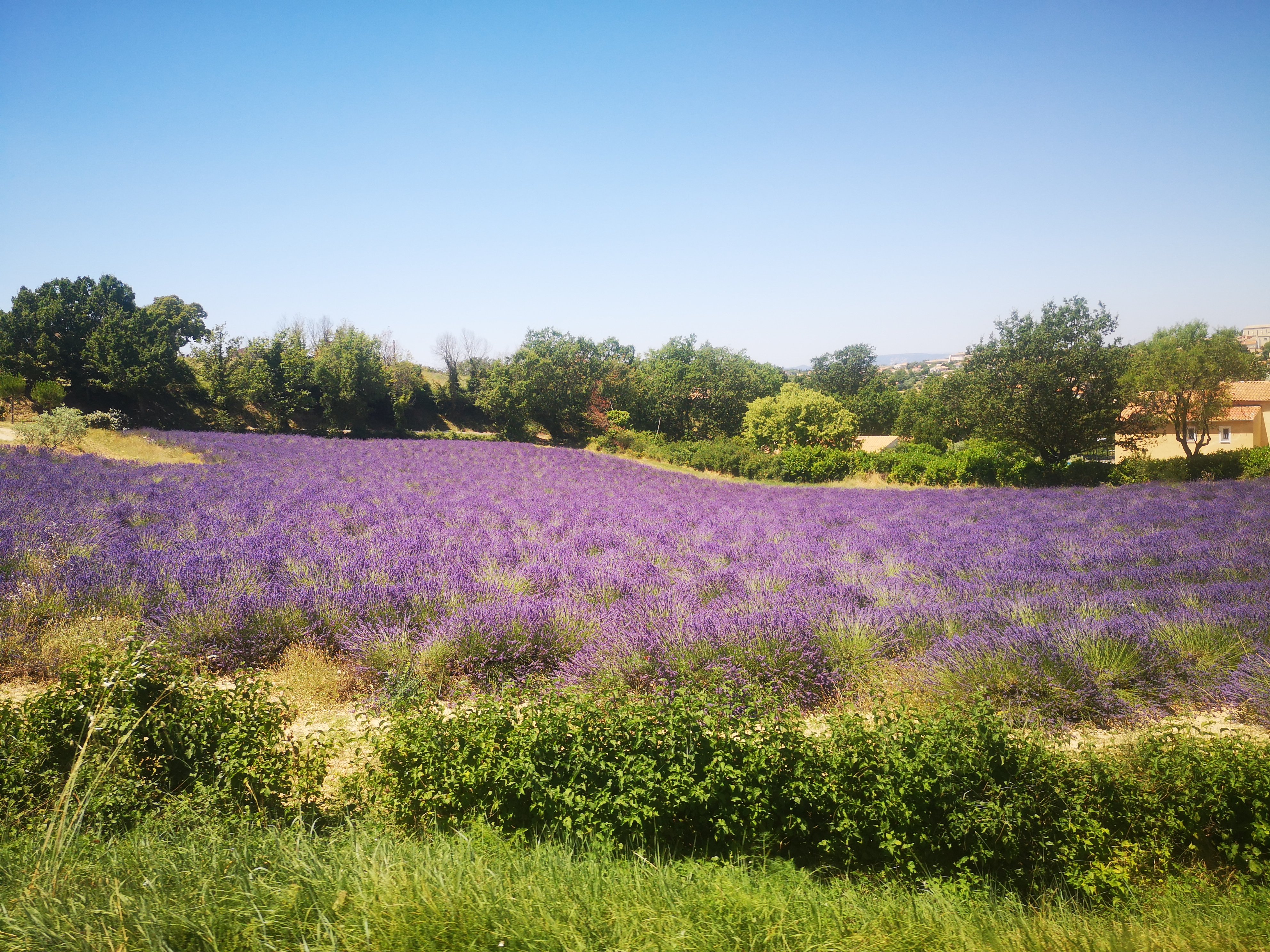 Valensole lavender fields in Provence — guided lavender tour photo 2