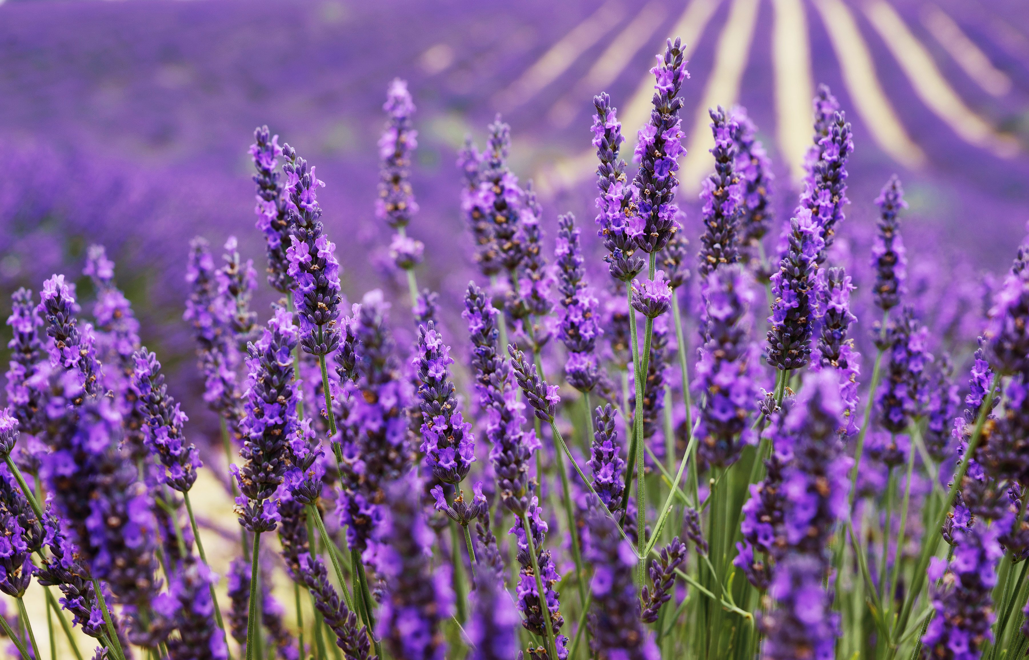 Valensole lavender fields in Provence — guided lavender tour photo 1