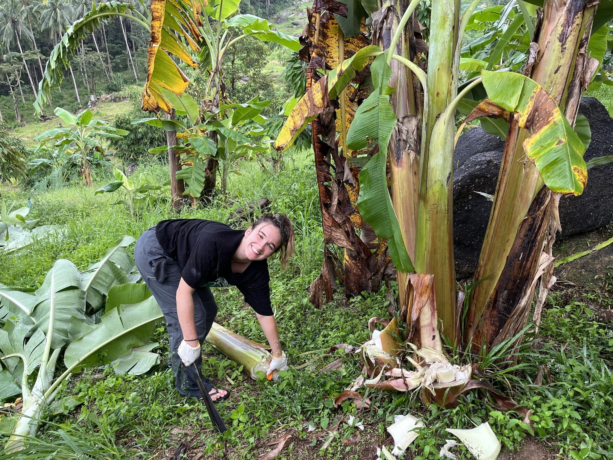 Samui Ethical Elephant Sanctuary Half-Day Experience