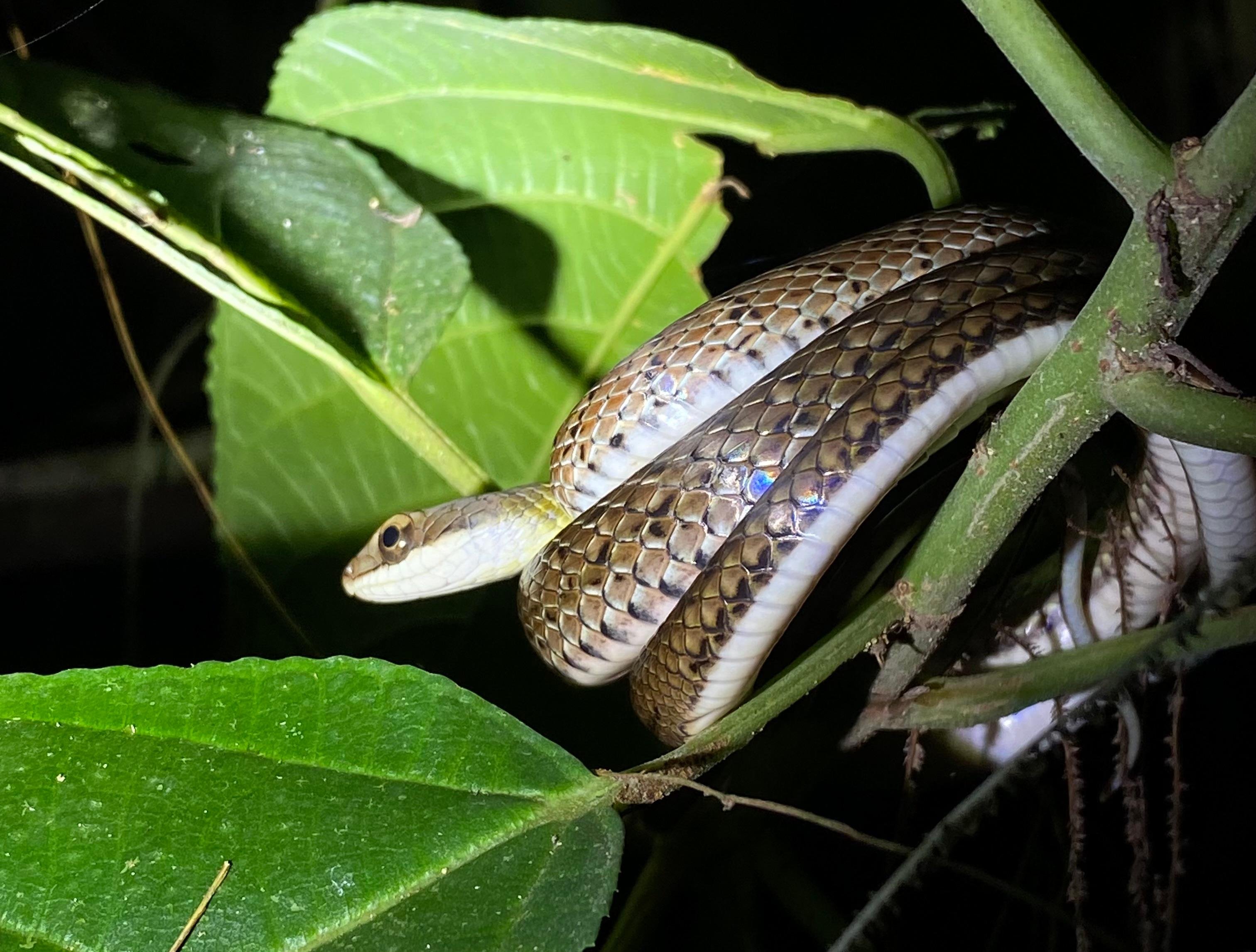 Manuel Antonio Night Wildlife Walk with Expert Naturalist