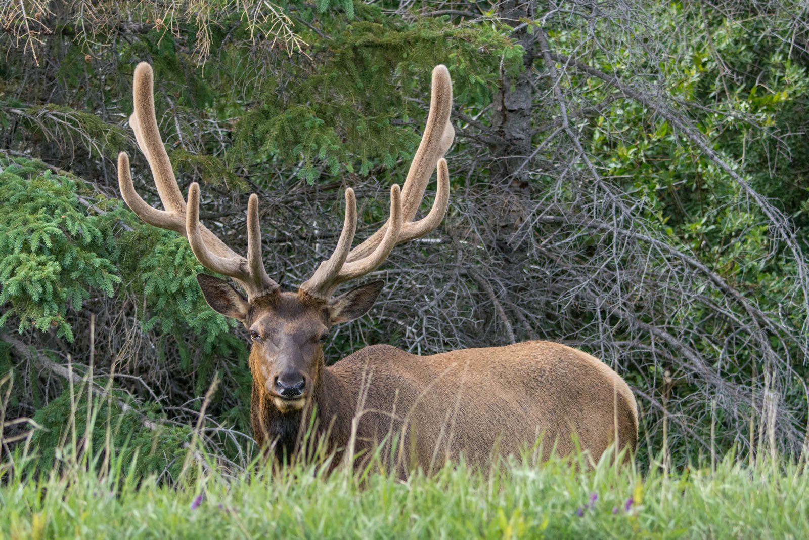 Jasper National Park: Evening or Morning Wildlife Watch Tour
