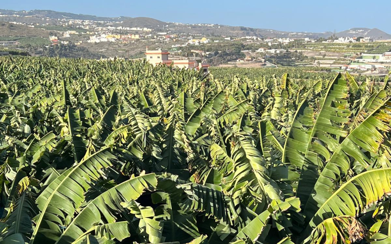 North Gran Canaria Tasting Trail: Rum, Coffee & Bananas