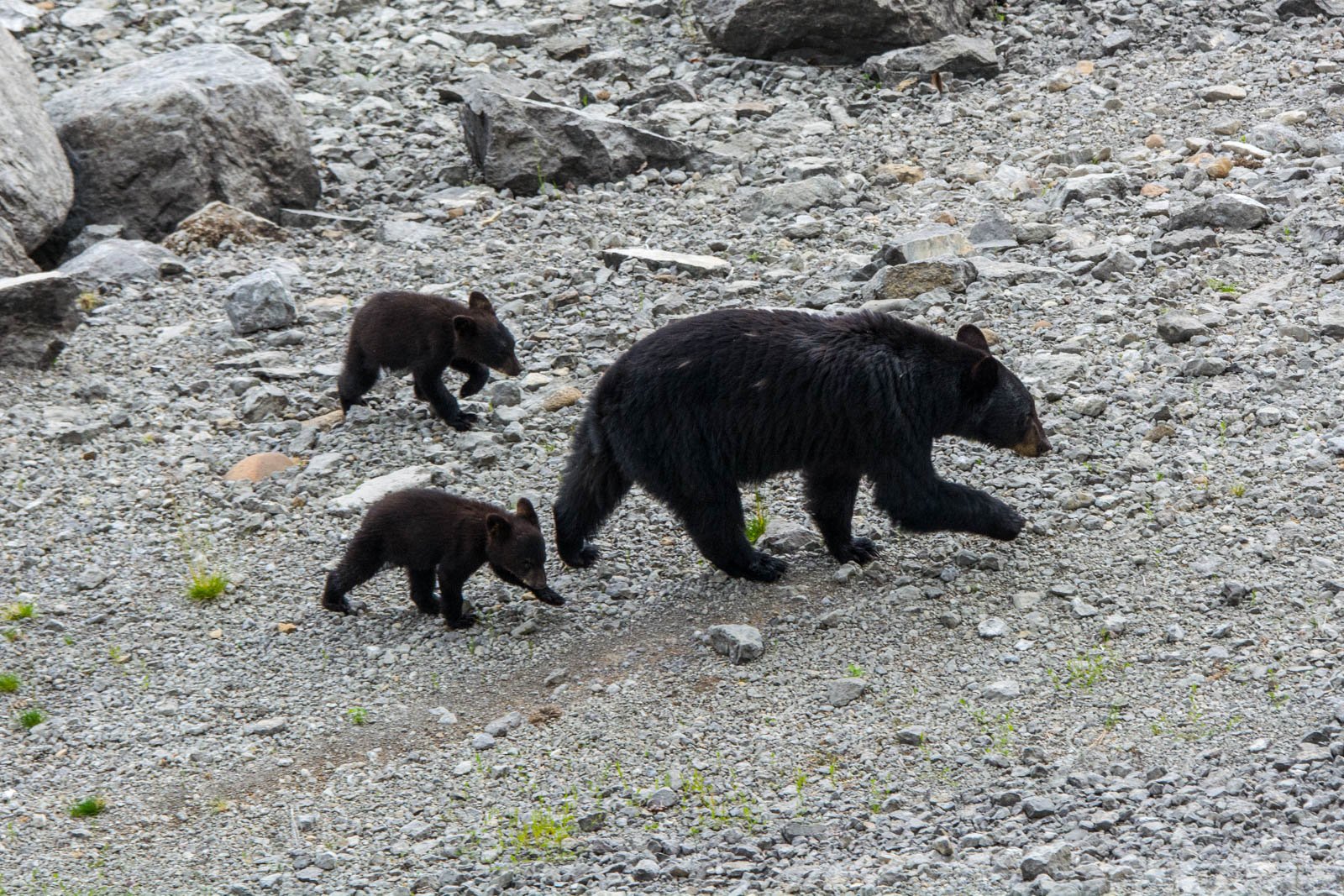 Jasper: Wildlife and Sightseeing Tour with Maligne Cruise