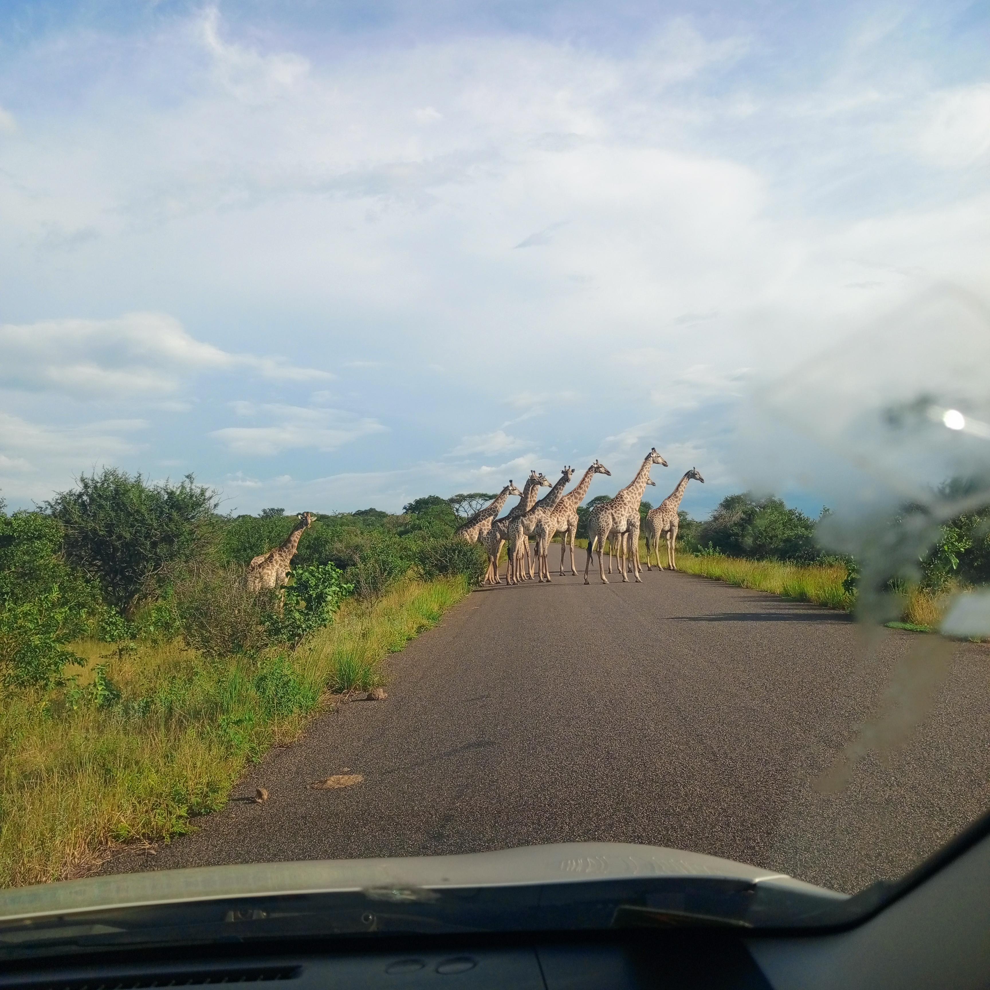 Chobe National Park Day Safari from Livingstone