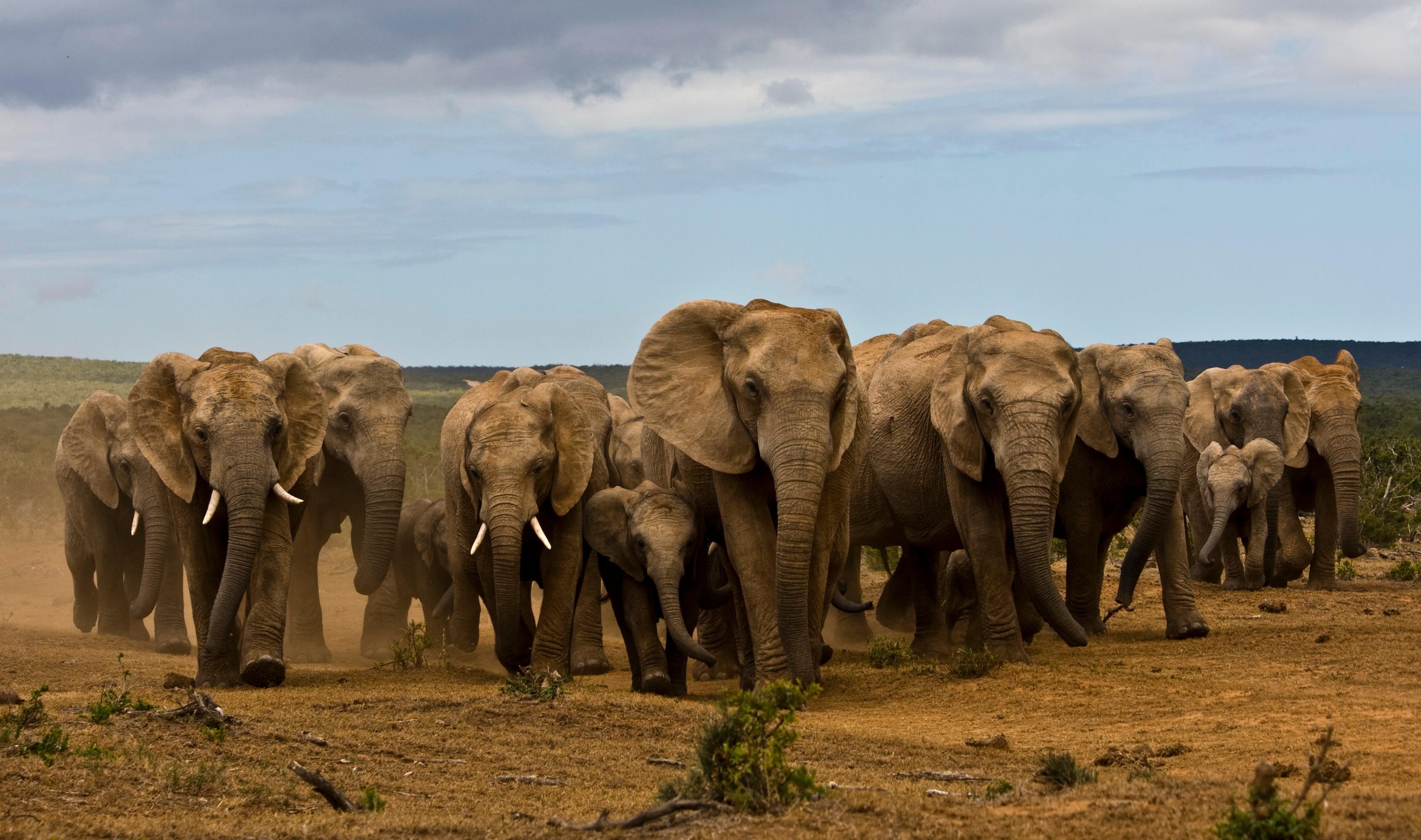 Full-Day Addo Safari with Traditional Braai Lunch