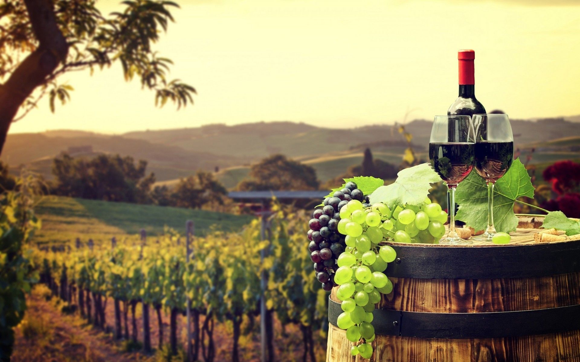 wine tour in Provence — photo 1