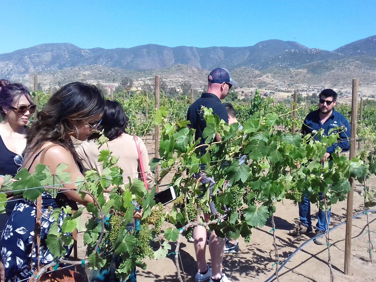 wine tour in Valle de Guadalupe — photo 16