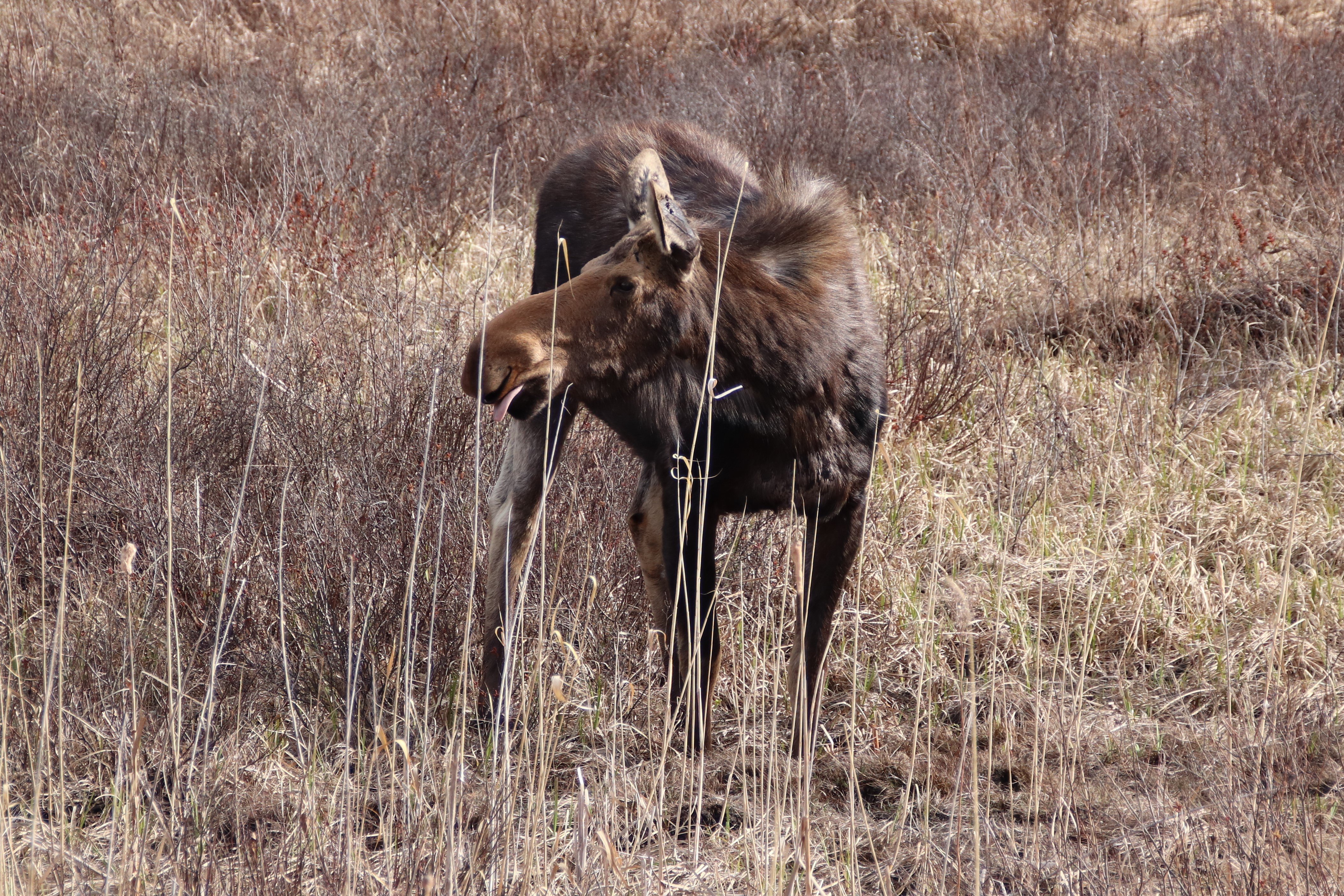 Algonquin Park canoe tour — Canoe Lake paddling and northern forest — image 4