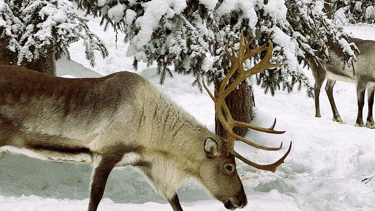 Ranua Wildlife Park Day Trip from Rovaniemi
