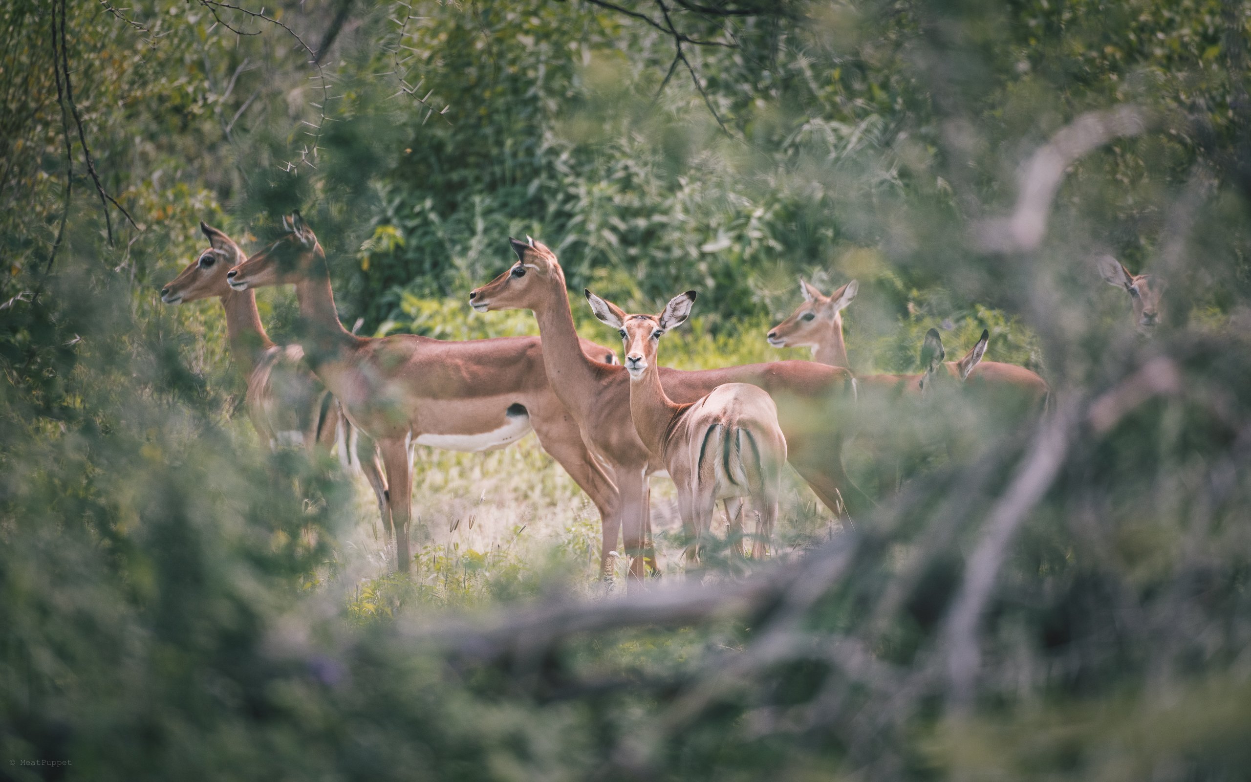 Serengeti & Ngorongoro 3-Day Group Camping Safari