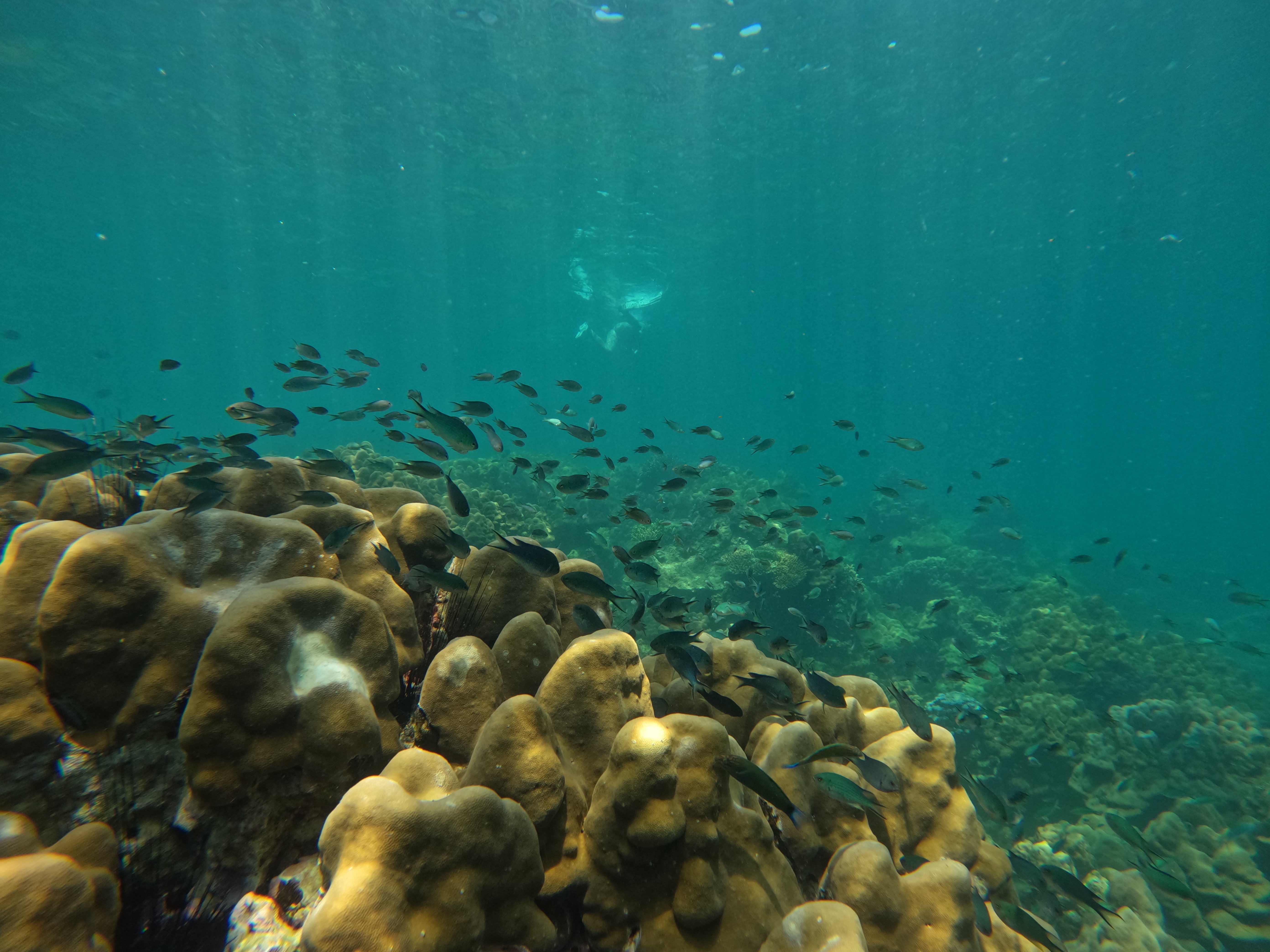 Phi Phi & Bamboo Islands Premium Speedboat Day Trip from Phuket