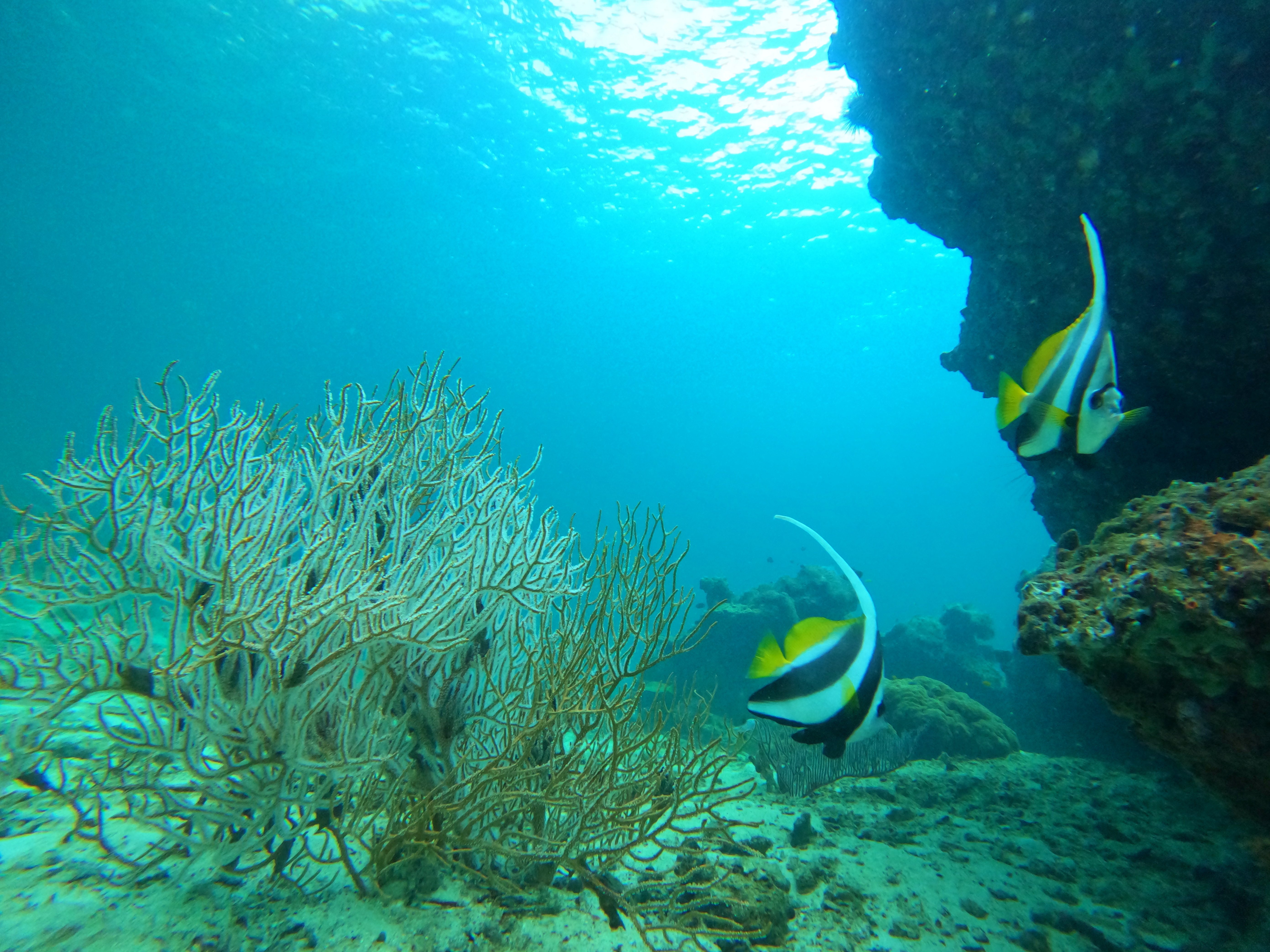 Phi Phi & Bamboo Islands Premium Speedboat Day Trip from Phuket