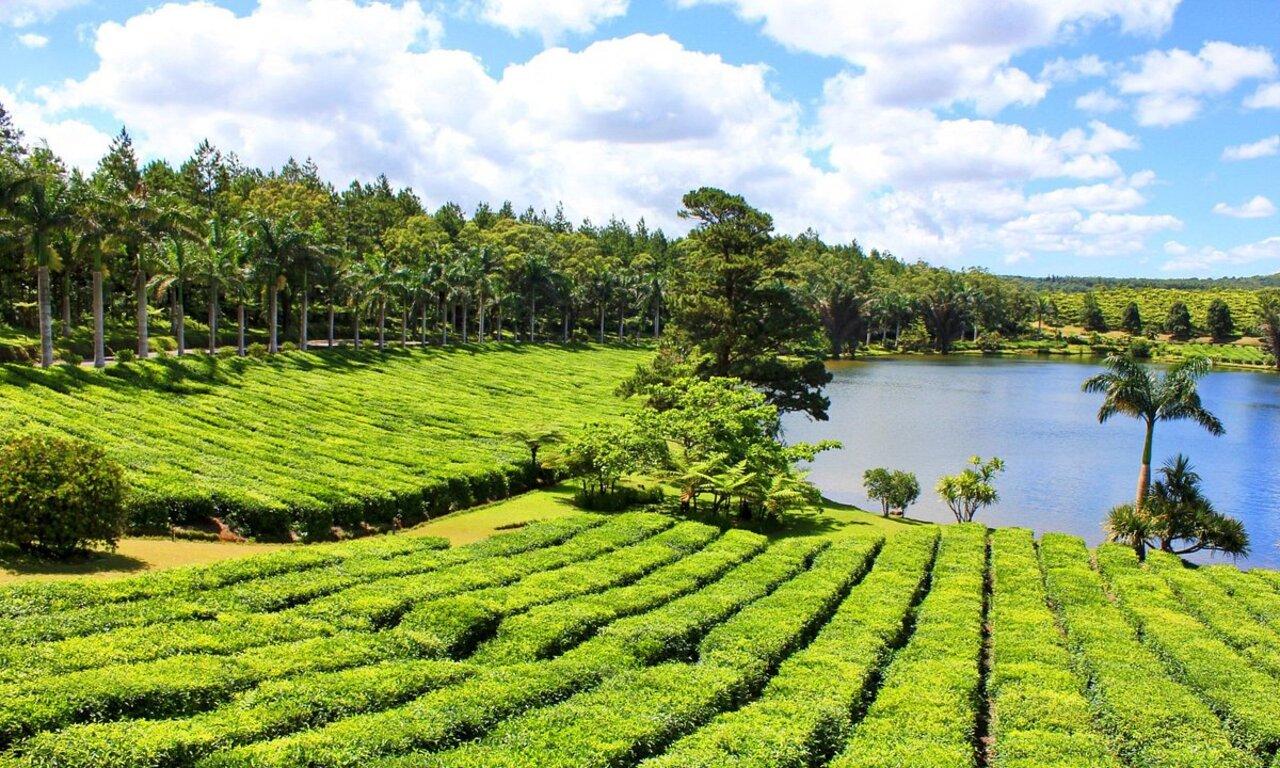 Mauritius Plantation Heritage Tour with Lunch