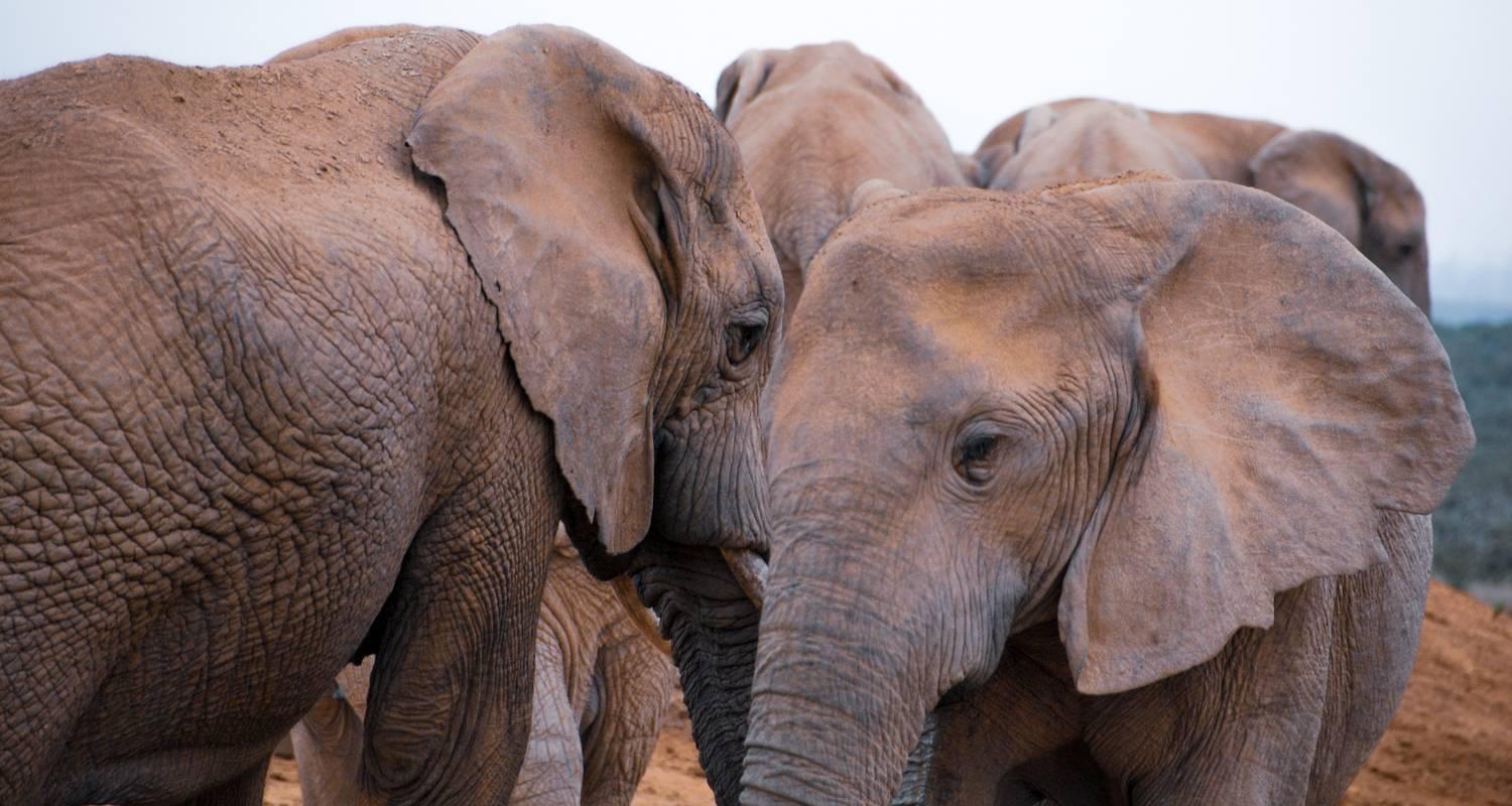 Cape Town to Garden Route: 2-Day Big Five Safari Adventure