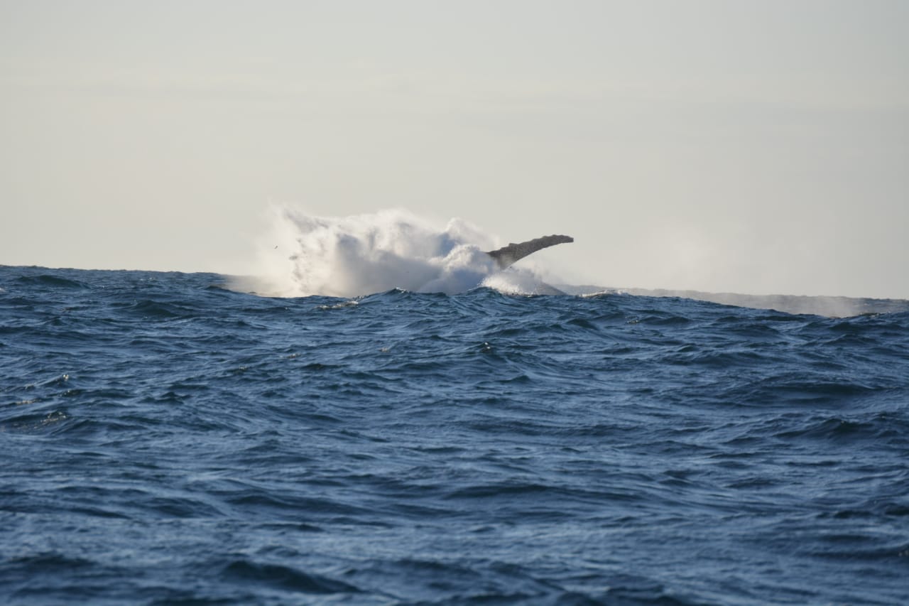 Durban Whale & Dolphin Ocean Safari