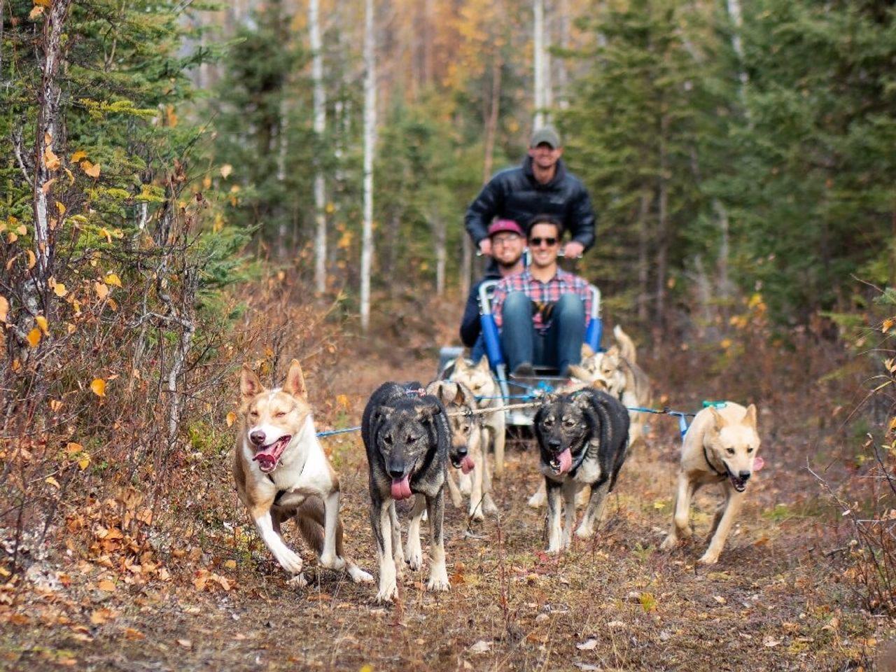 dog sledding in Talkeetna — Willow: Summer Dog Sledding Ride in Alaska - 2026 (Verified Reviews)