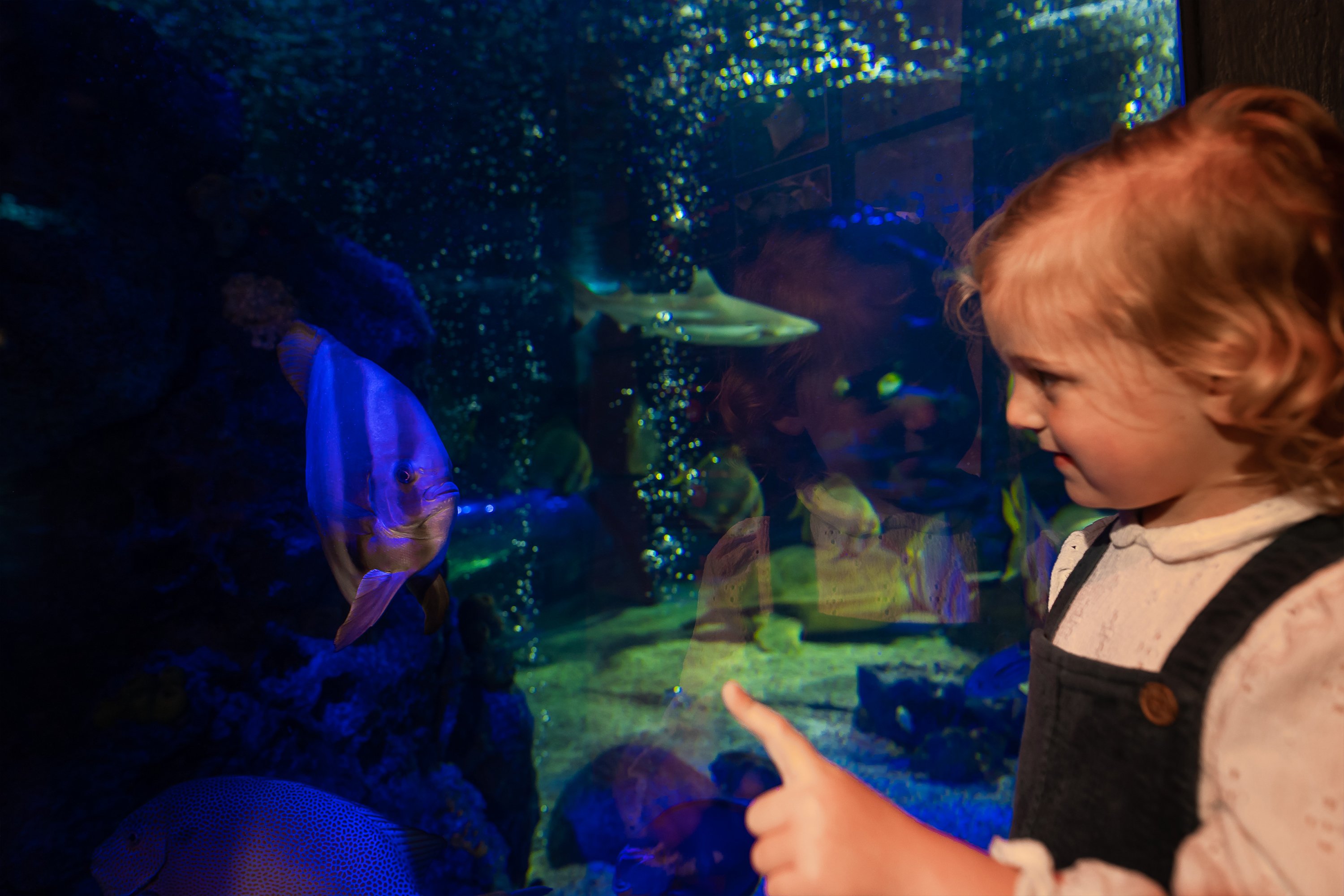 Sea Life Scarborough Entry