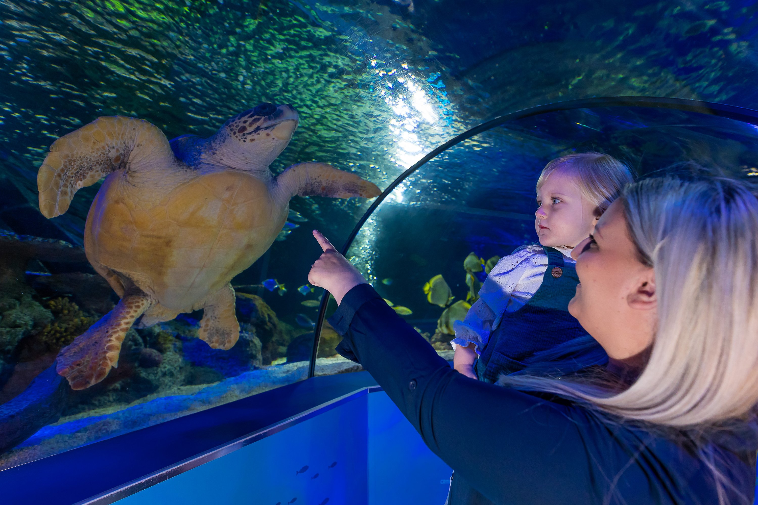 Sea Life Scarborough Entry