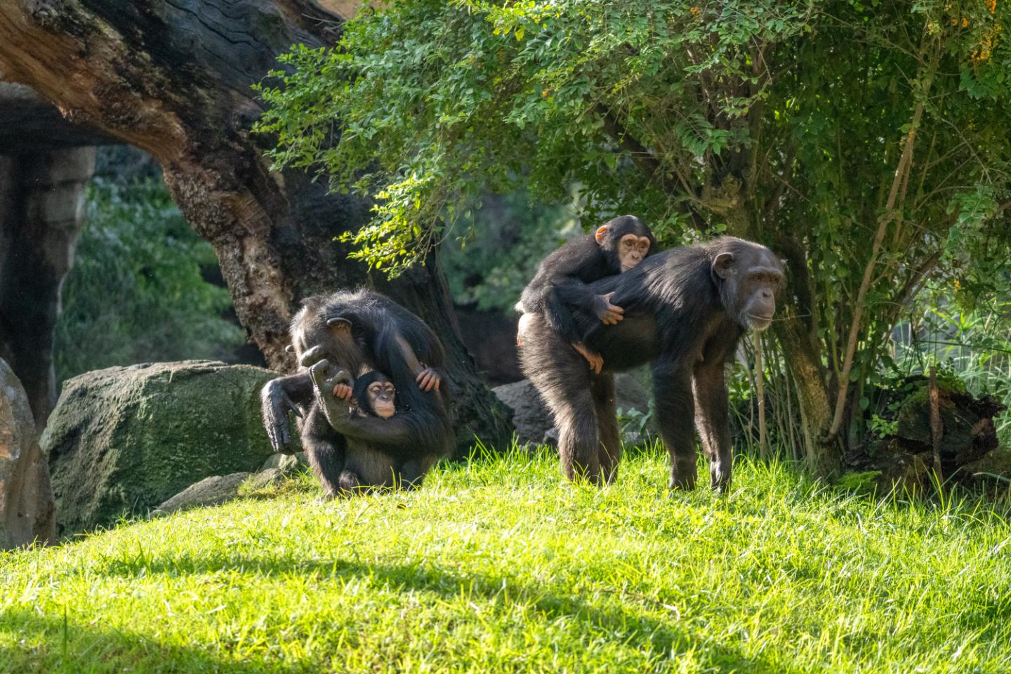 Bioparc Valencia Entry Ticket