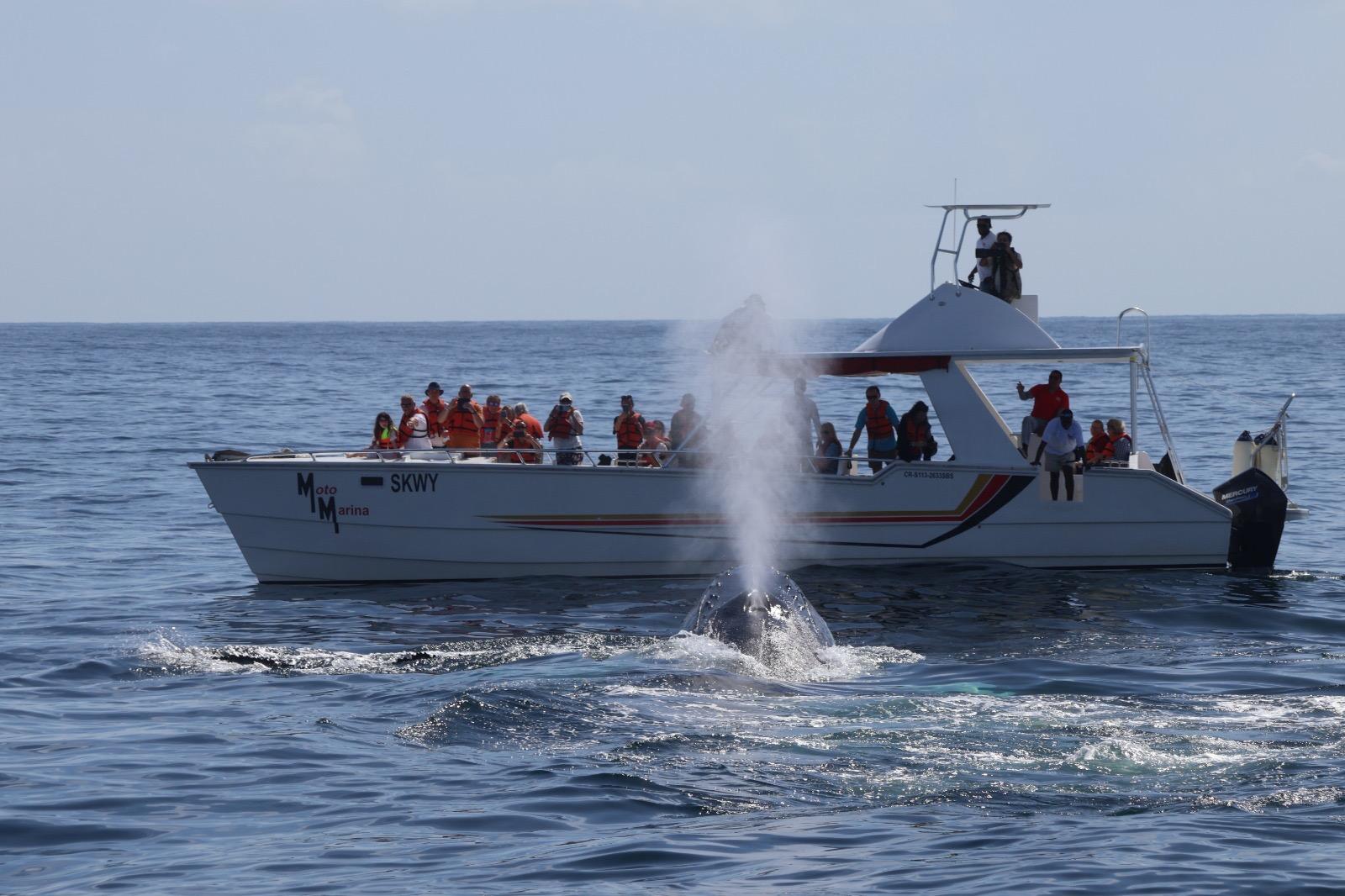 Samana Humpback Whale Watching & Cayo Levantado Day Trip