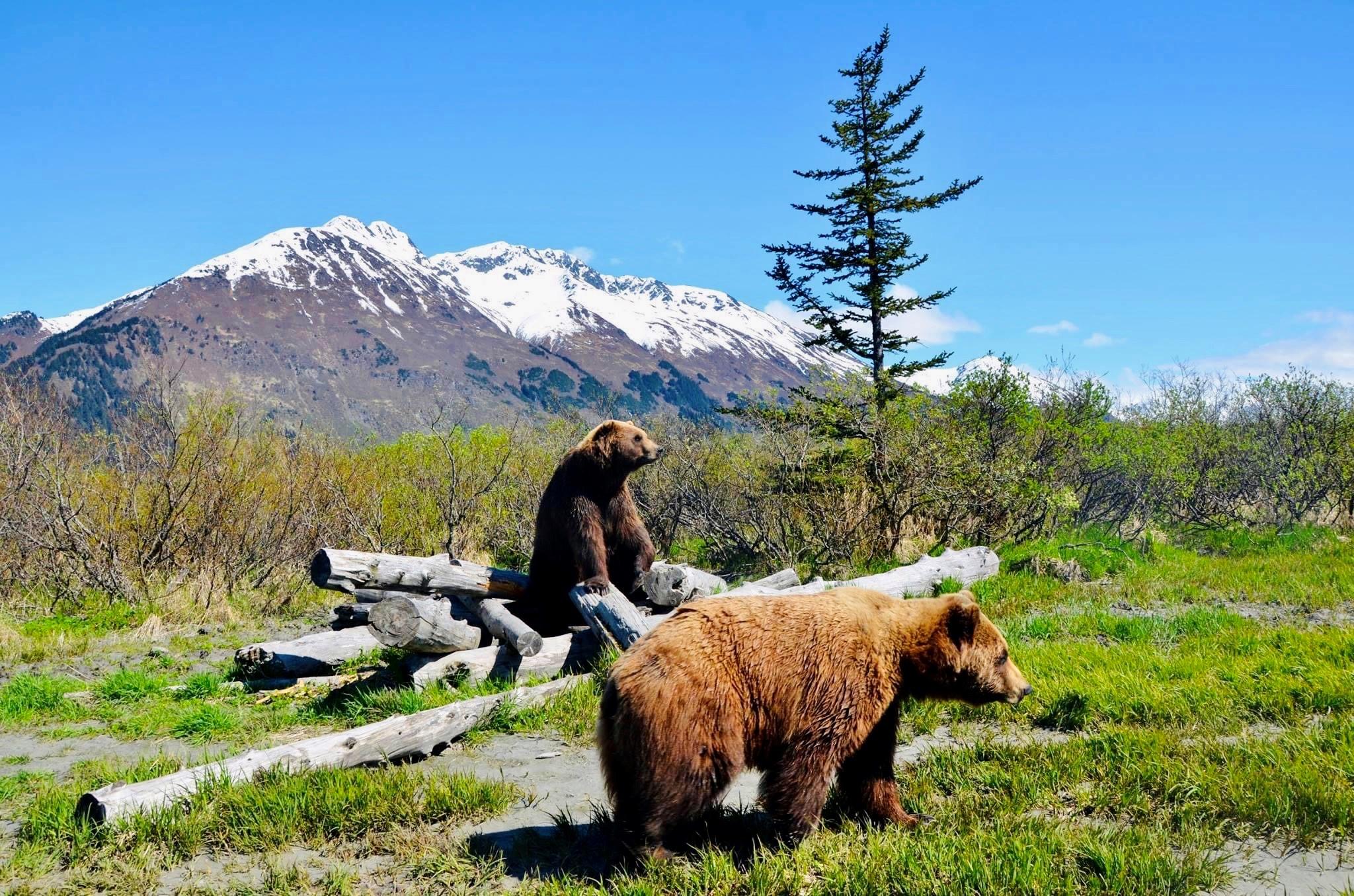 glacier cruise in Seward — Alaska Wildlife Conservation Center: Admission Ticket - 2026 (Verified Reviews)