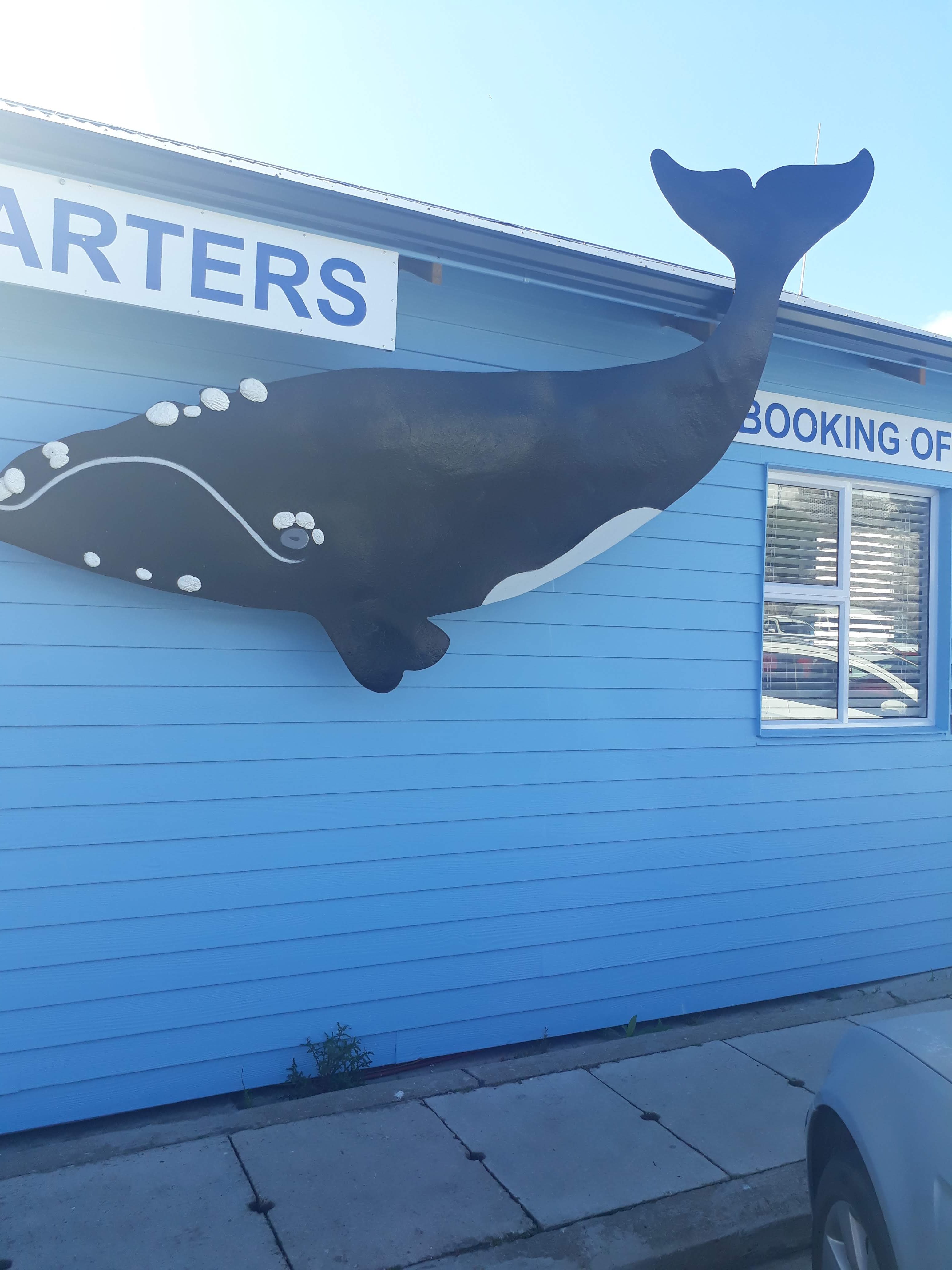 Hermanus Whale Watching & Wine Tasting Day Trip from Cape Town