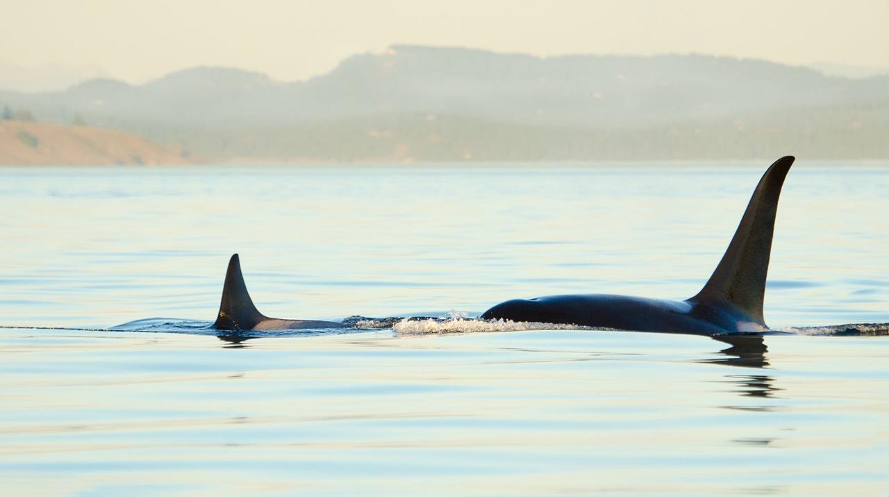 Juneau: Mendenhall Glacier & Whale Watching Day Trip