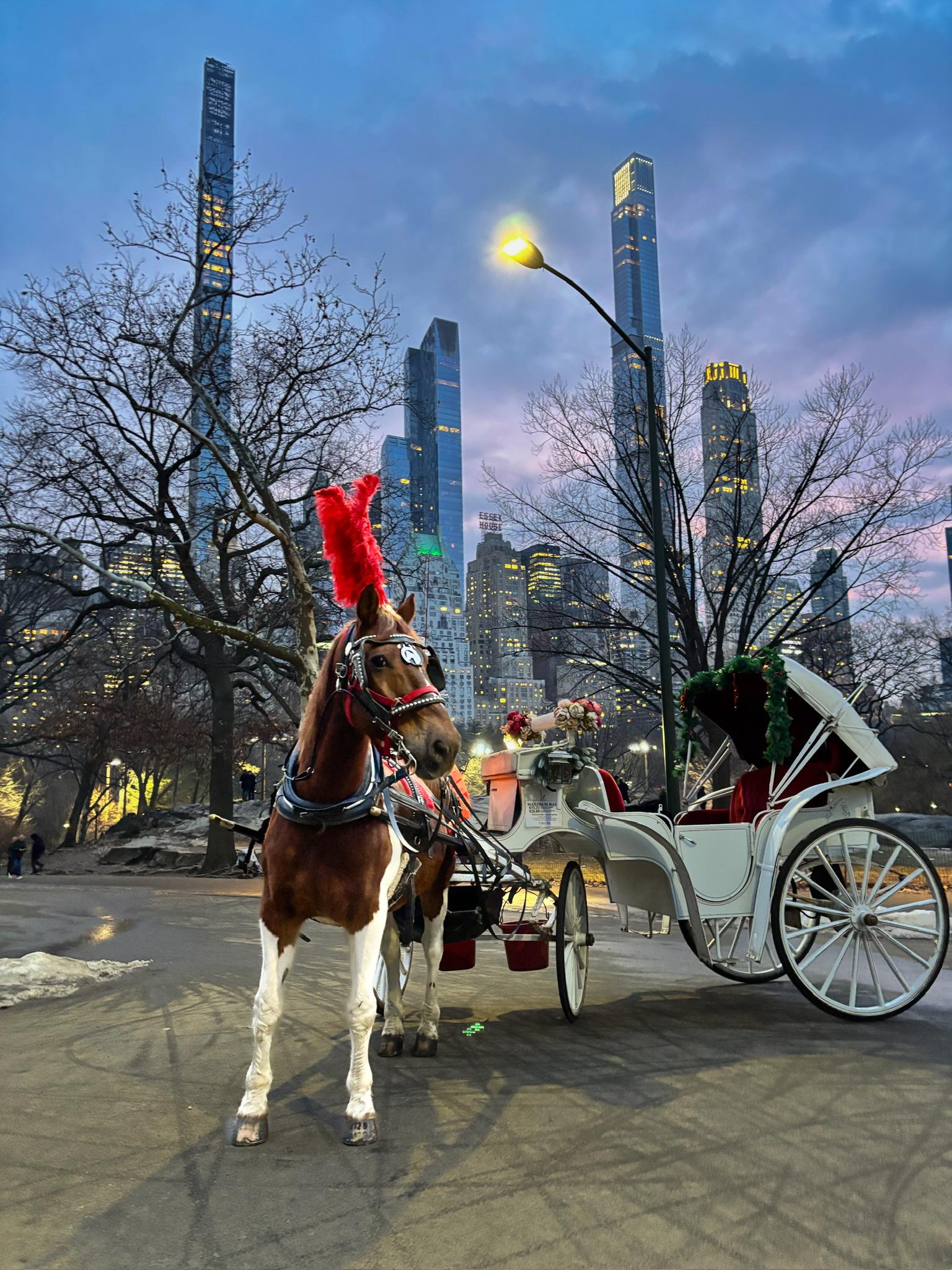 Central Park horse carriage ride — image 1