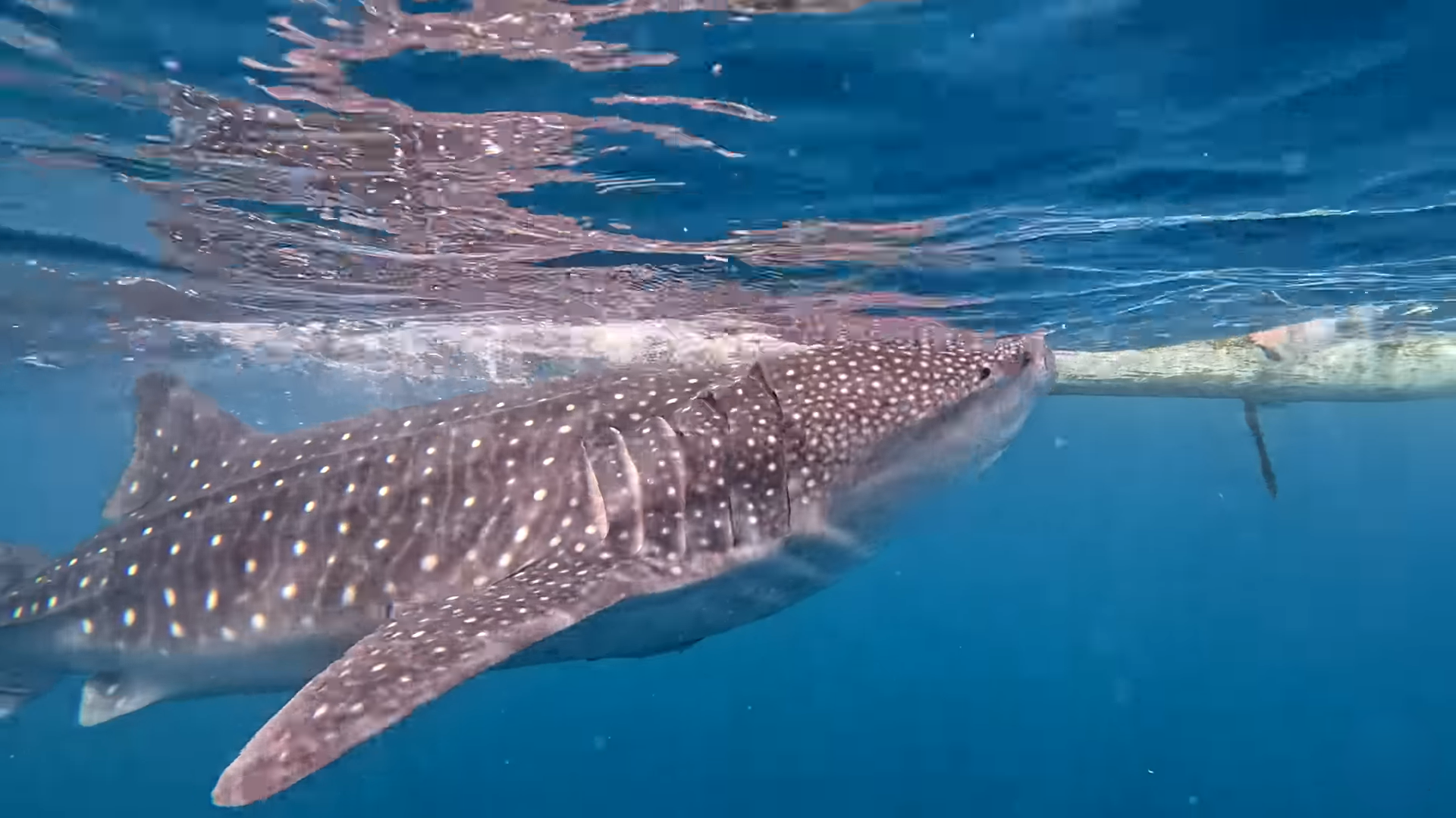 Oslob Triple Adventure: Whale Sharks, Tumalog Falls & Sumilon Island