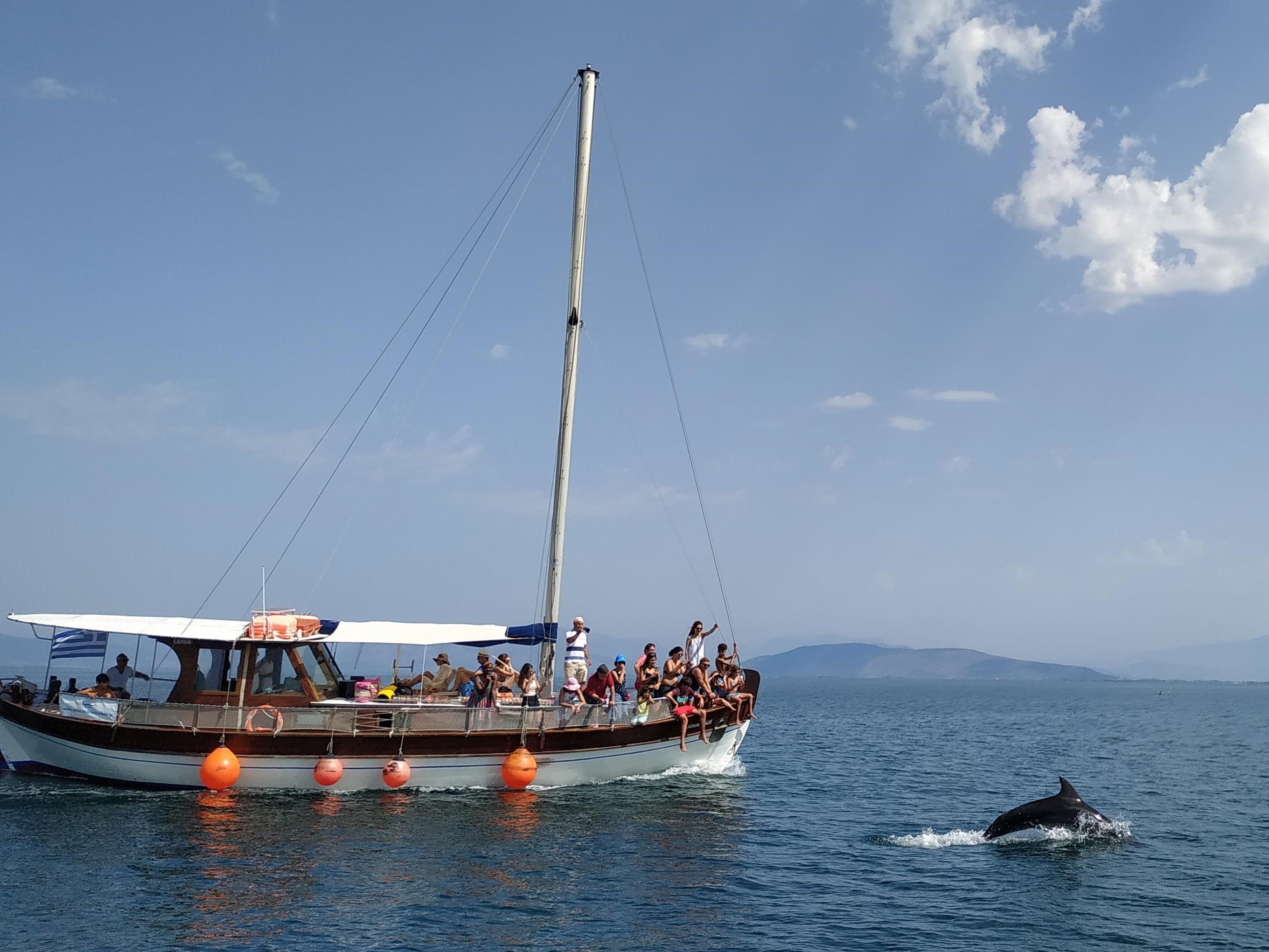 Dolphin Watching Cruise from Preveza with Greek Lunch