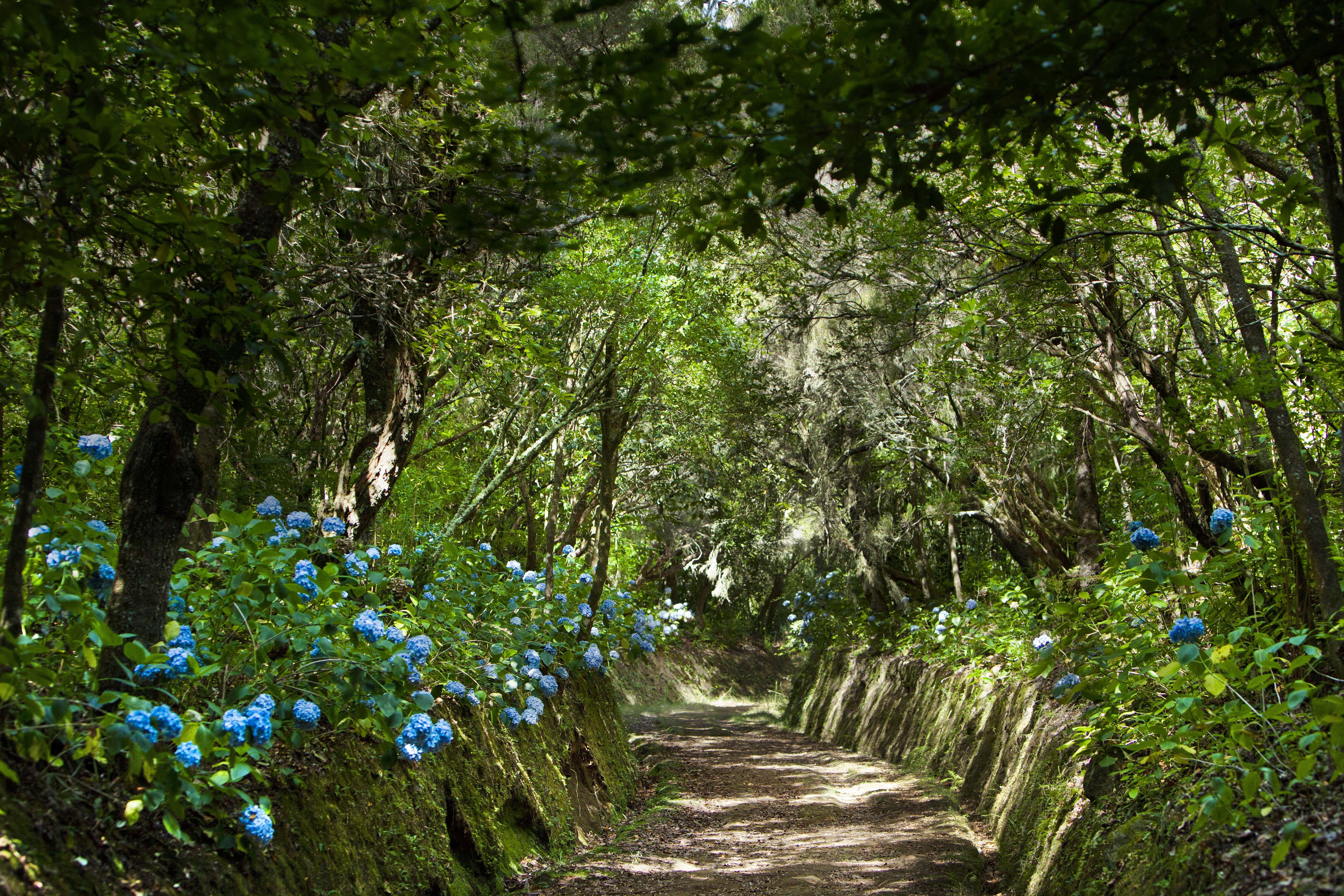 Laurel Forest & Caldeirão Verde Waterfall Hiking Adventure