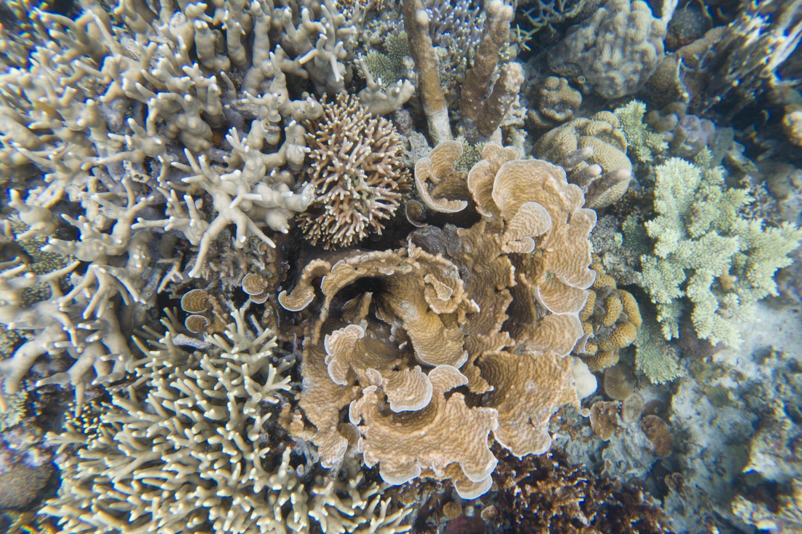 Coron Tour A: Kayangan Lake & Coral Reefs with Lunch