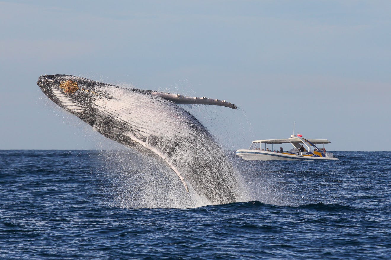 Sydney: 2.5 hour Adventure Whale Watching Cruise