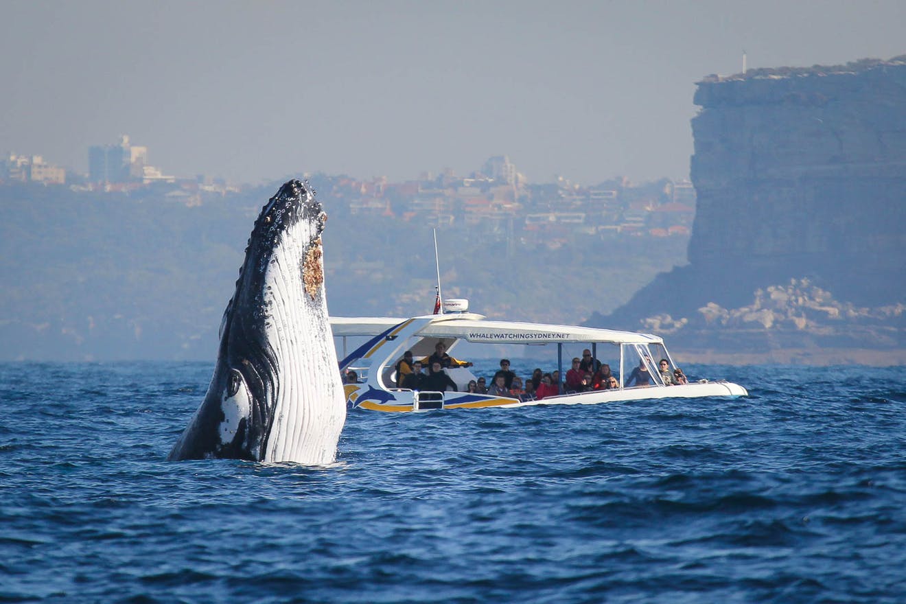 Sydney: 2.5 hour Adventure Whale Watching Cruise