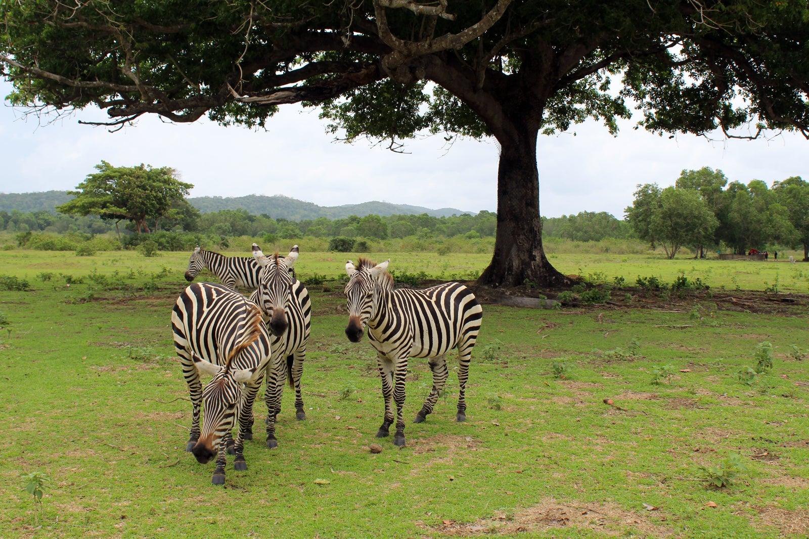 Coron: Calauit Safari & Busuanga Island Day Tour