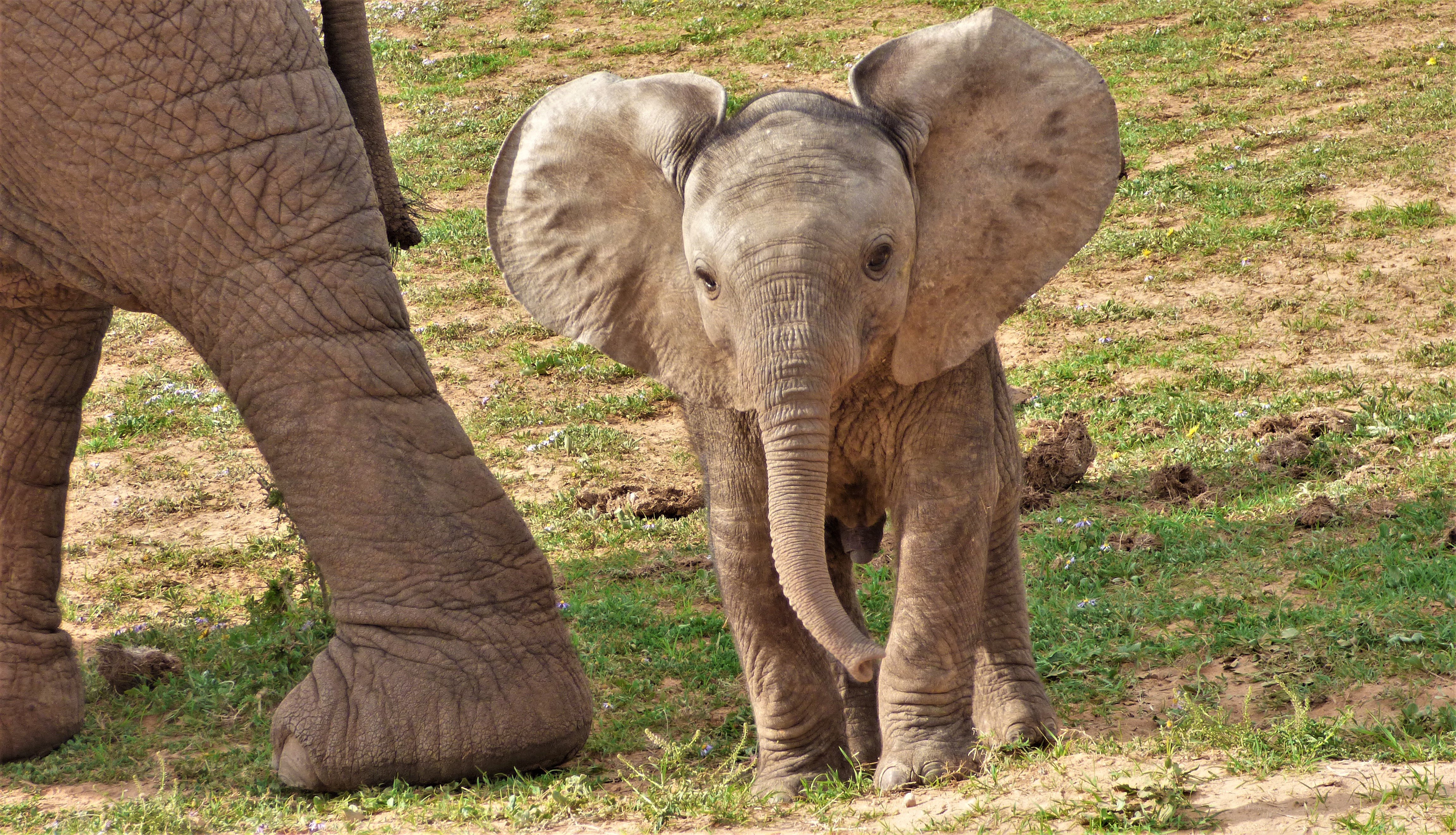 Half-Day Guided Safari at Addo Elephant National Park