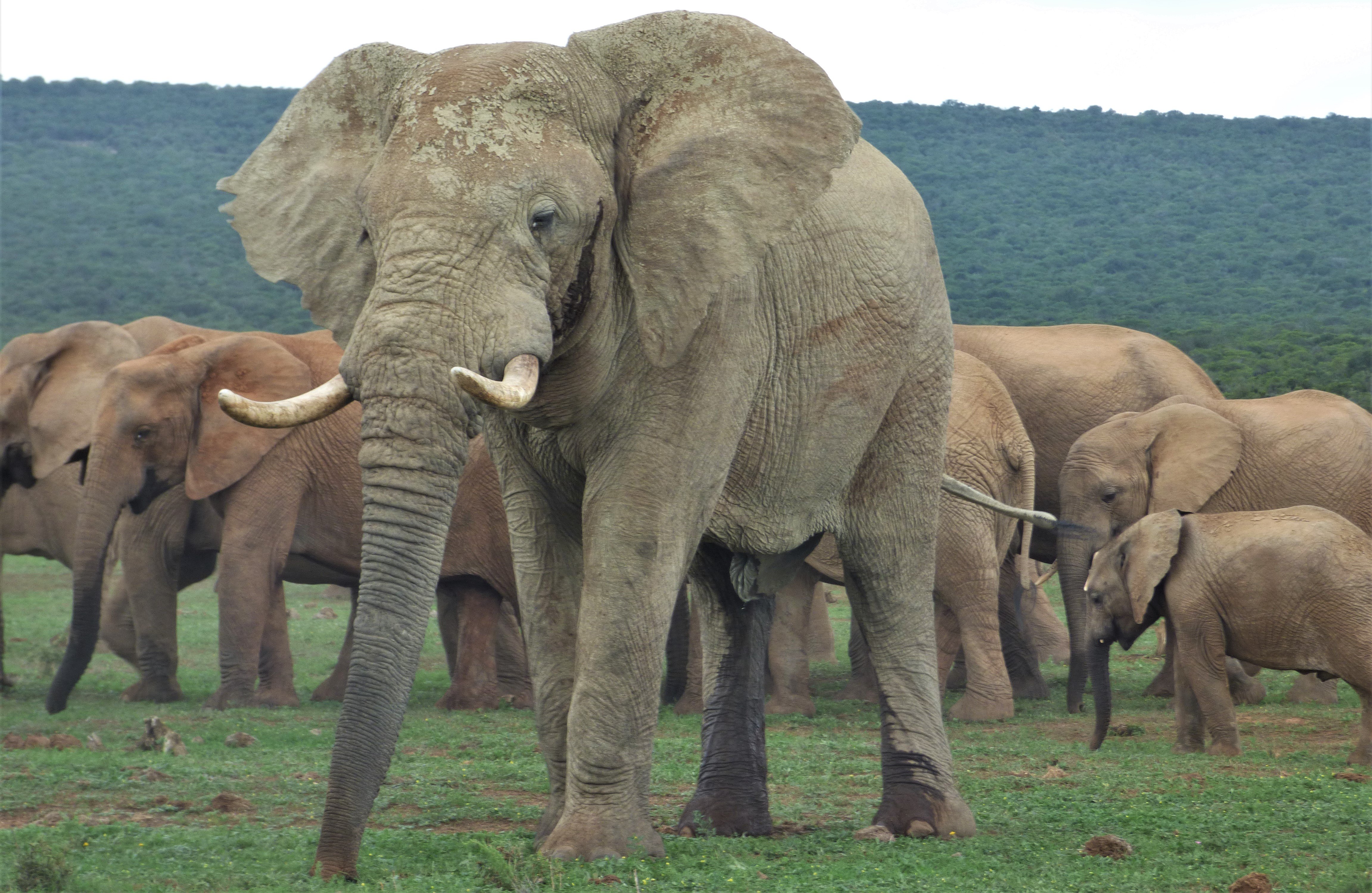 Addo Elephant National Park Full-Day Safari