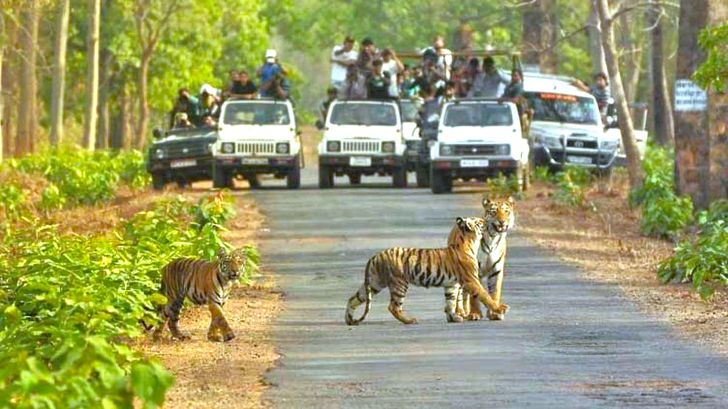 Bannerghatta Wildlife & Bangalore Heritage Private Tour