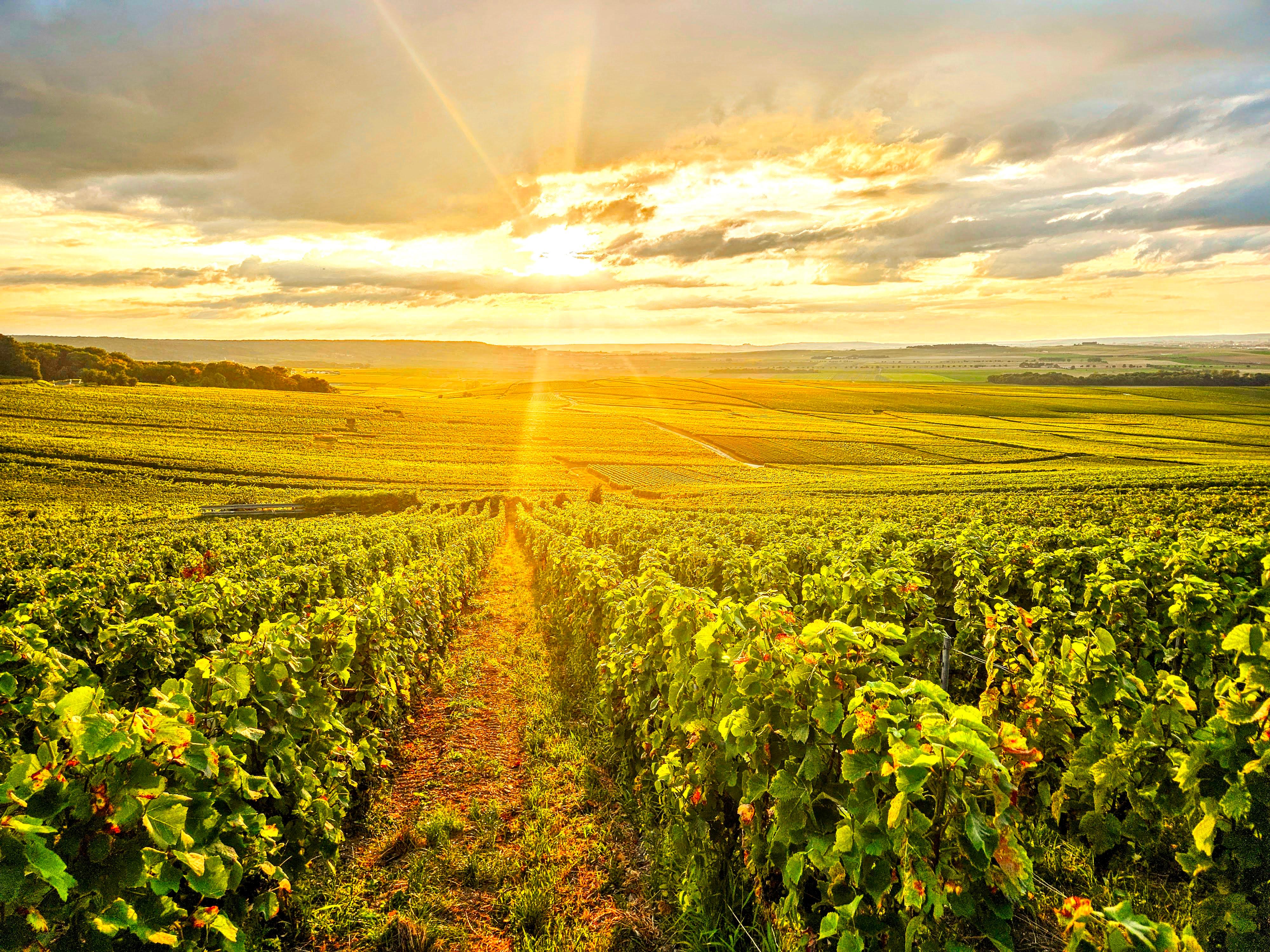 Moet et Chandon Tasting and Fun Private Tour in Champagne