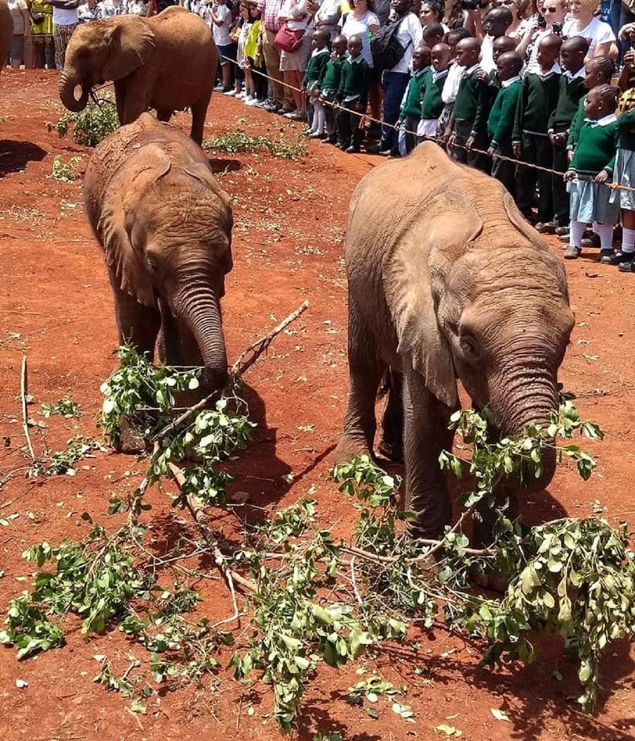Nairobi Wildlife & History Day Tour