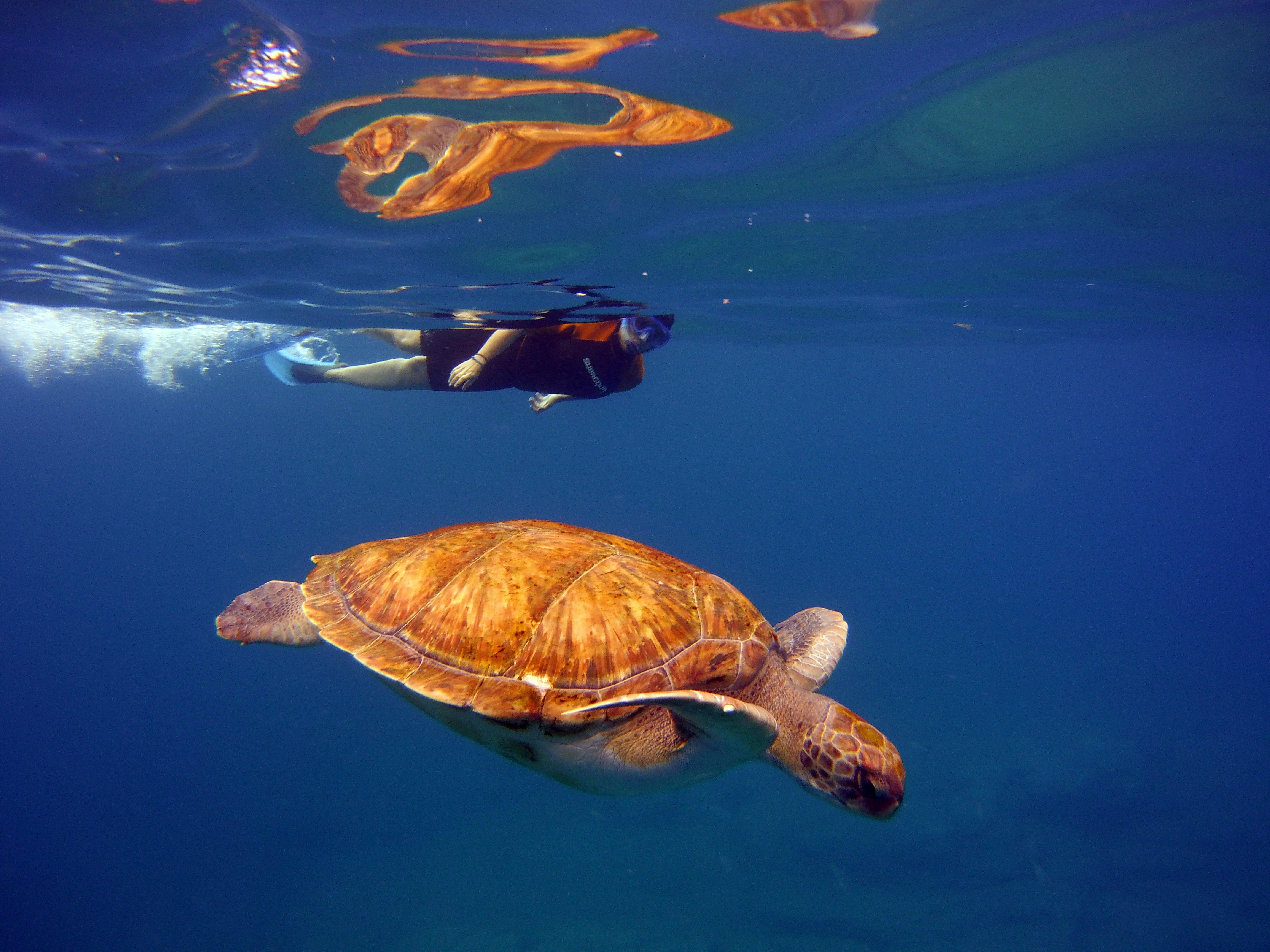 Turtle Snorkeling Adventure at Abades Volcanic Reef